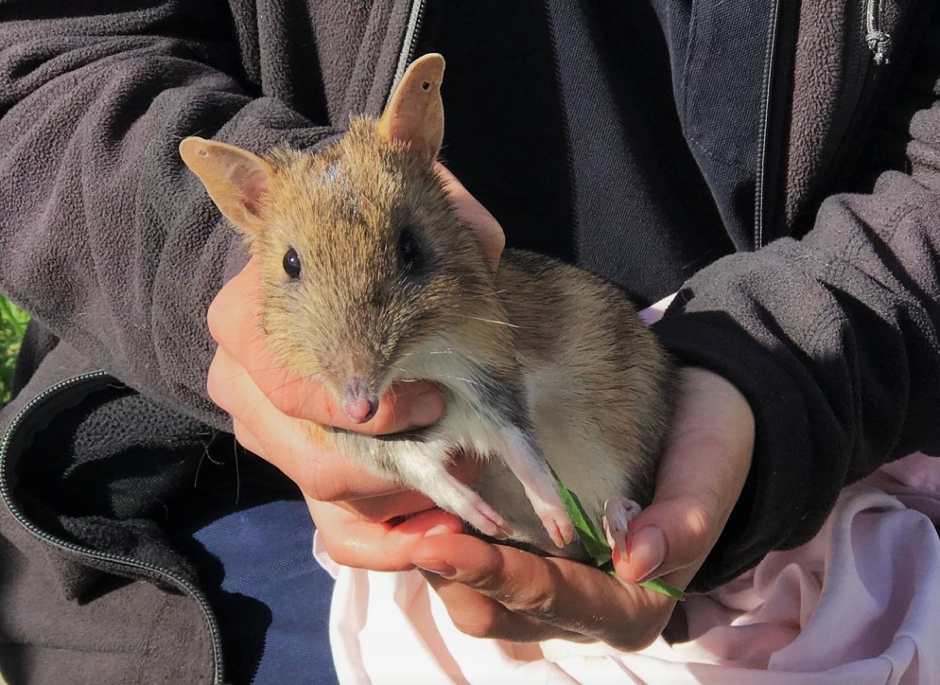 Endangered bandicoots, Genetic rescue, Crowdfunding campaign, Australian wildlife, 1920x1400 HD Desktop