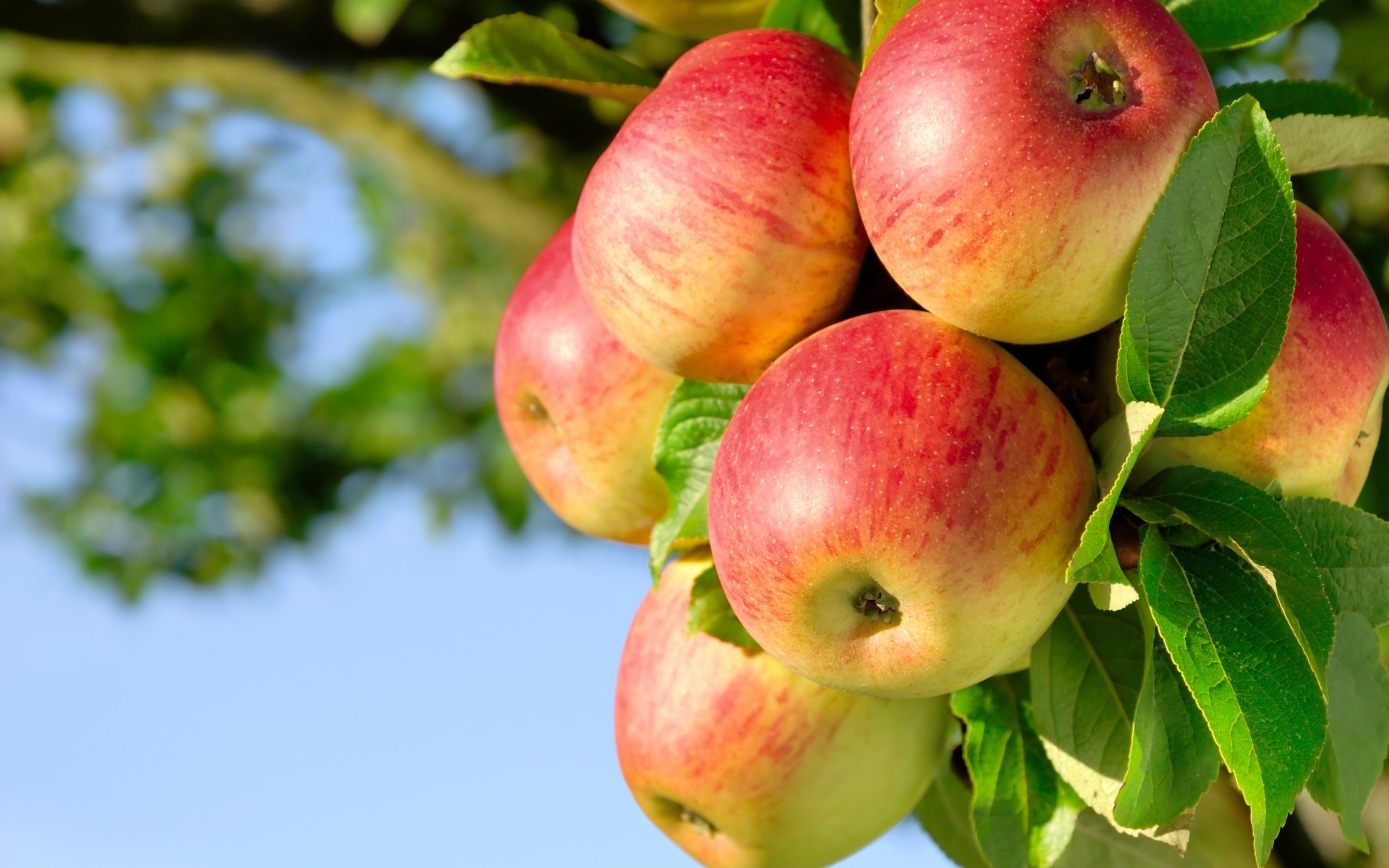King of the Pippins, Apple Trees Wallpaper, 1920x1200 HD Desktop