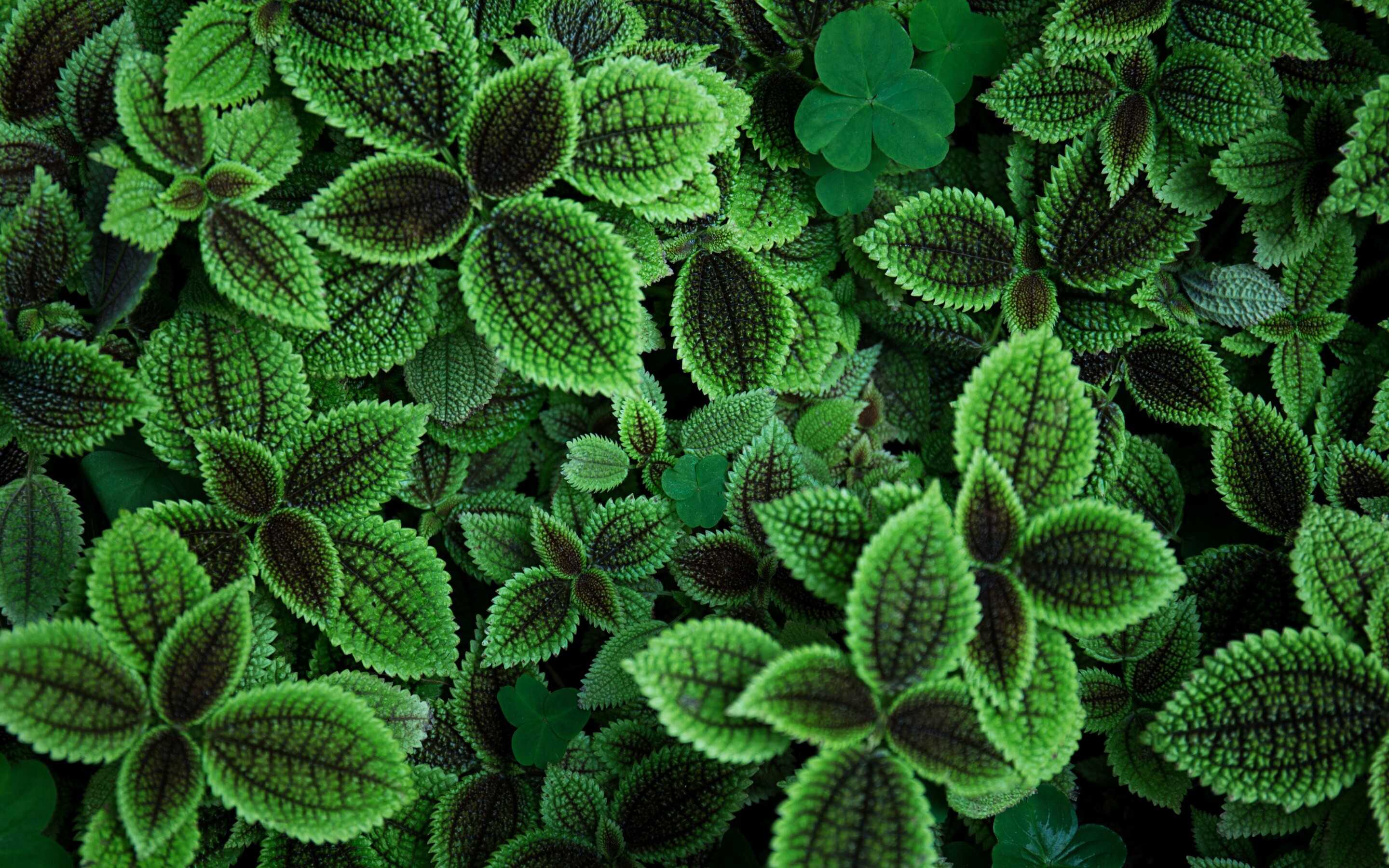 Green leaves wallpaper, Plant aesthetics, Nature's palette, Organic hues, 2880x1800 HD Desktop