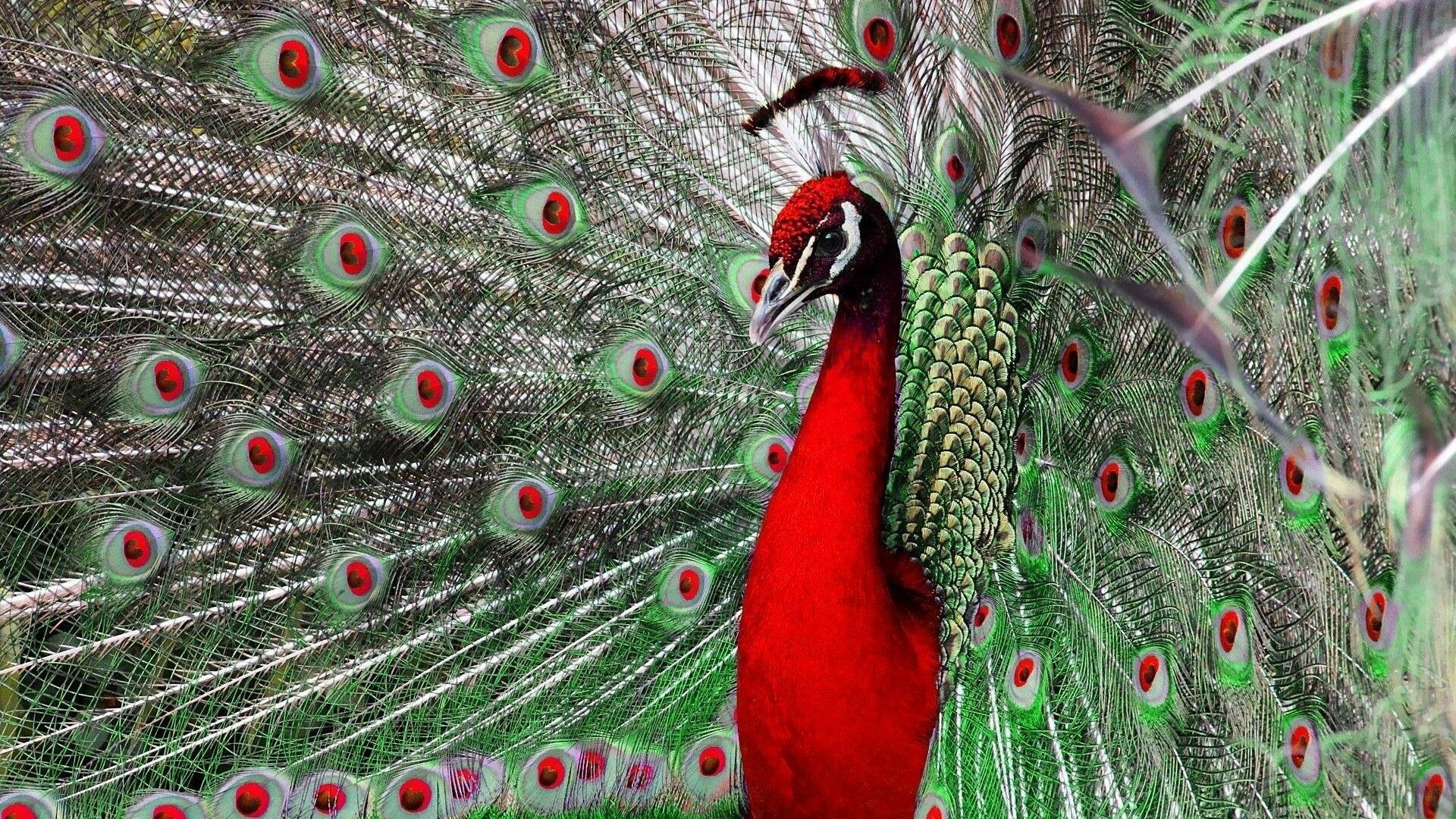 Red, Peacocks Wallpaper, 1920x1080 Full HD Desktop