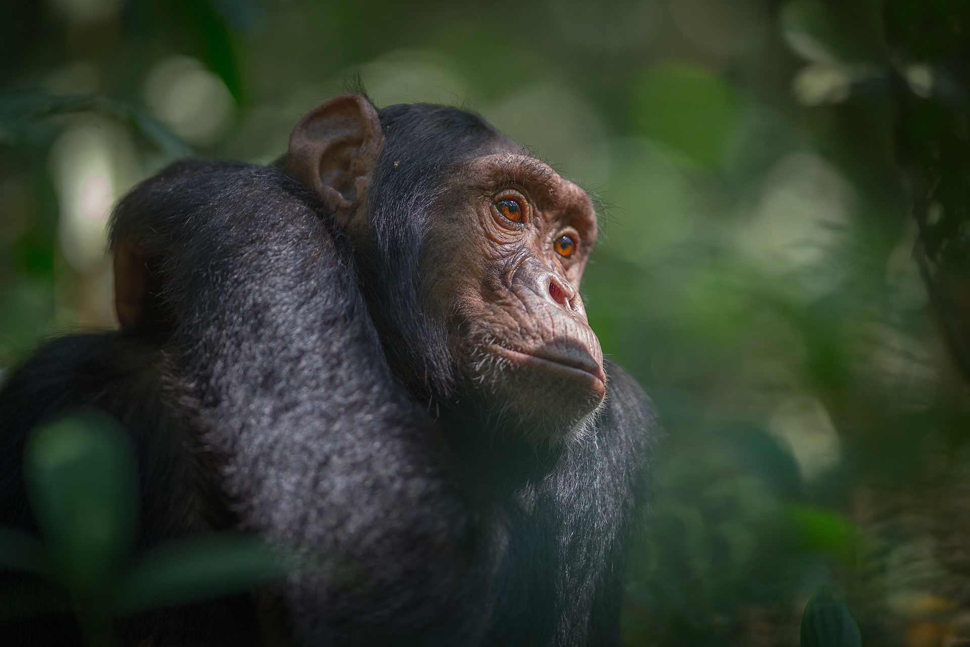 Uganda travels, Wallpaper resize, Chimpanzees, Southern Uganda, 1920x1280 HD Desktop