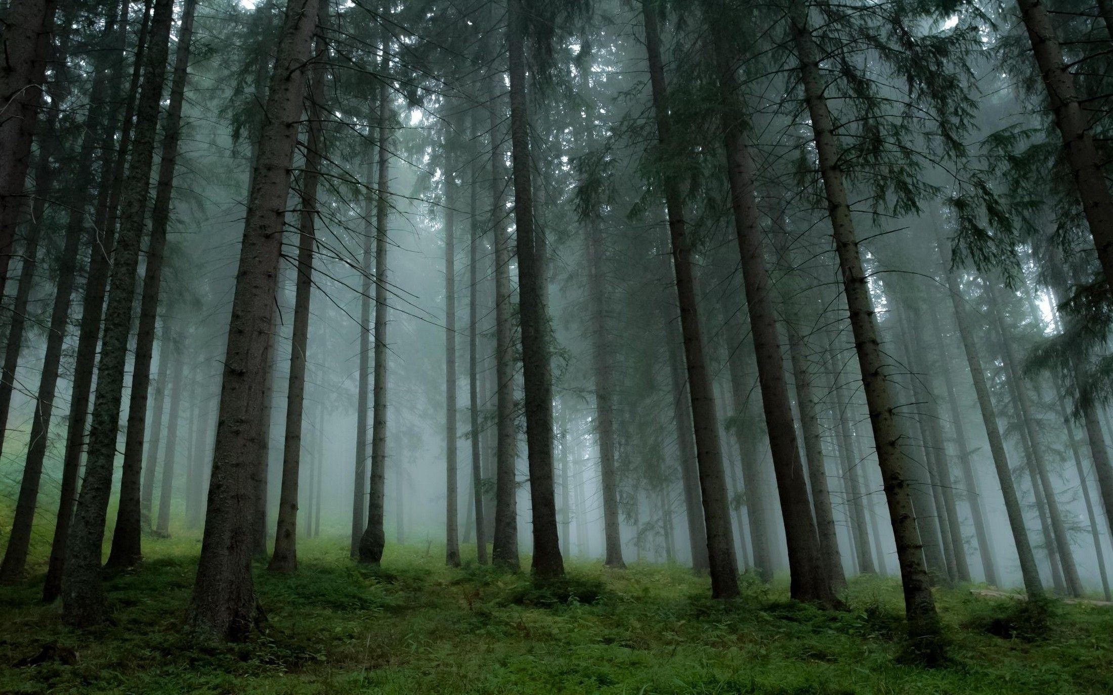 Pine Tree, Wallpapers, 2200x1380 HD Desktop