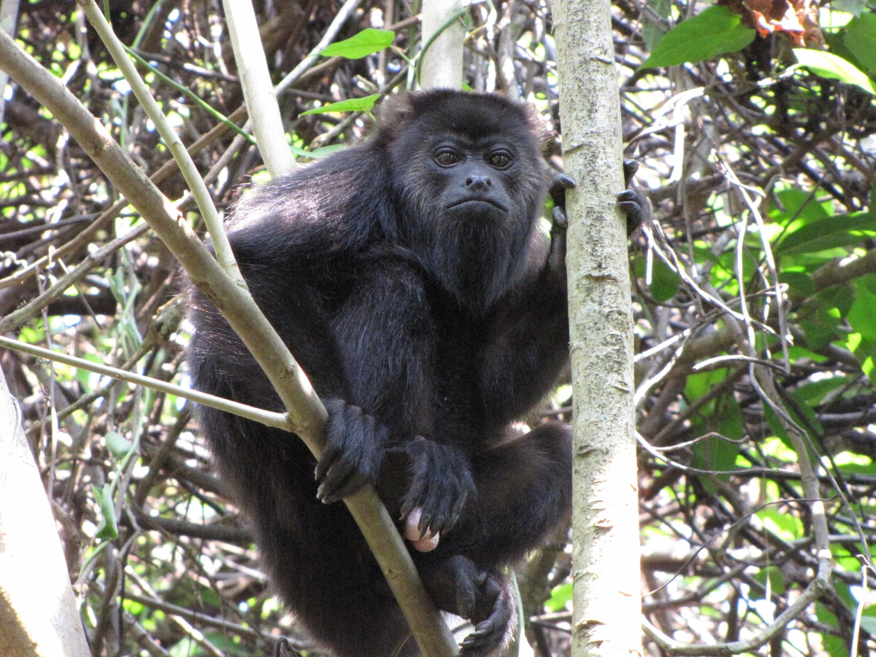 The Yucatn black, Howler Monkey Wallpaper, 2880x2160 HD Desktop