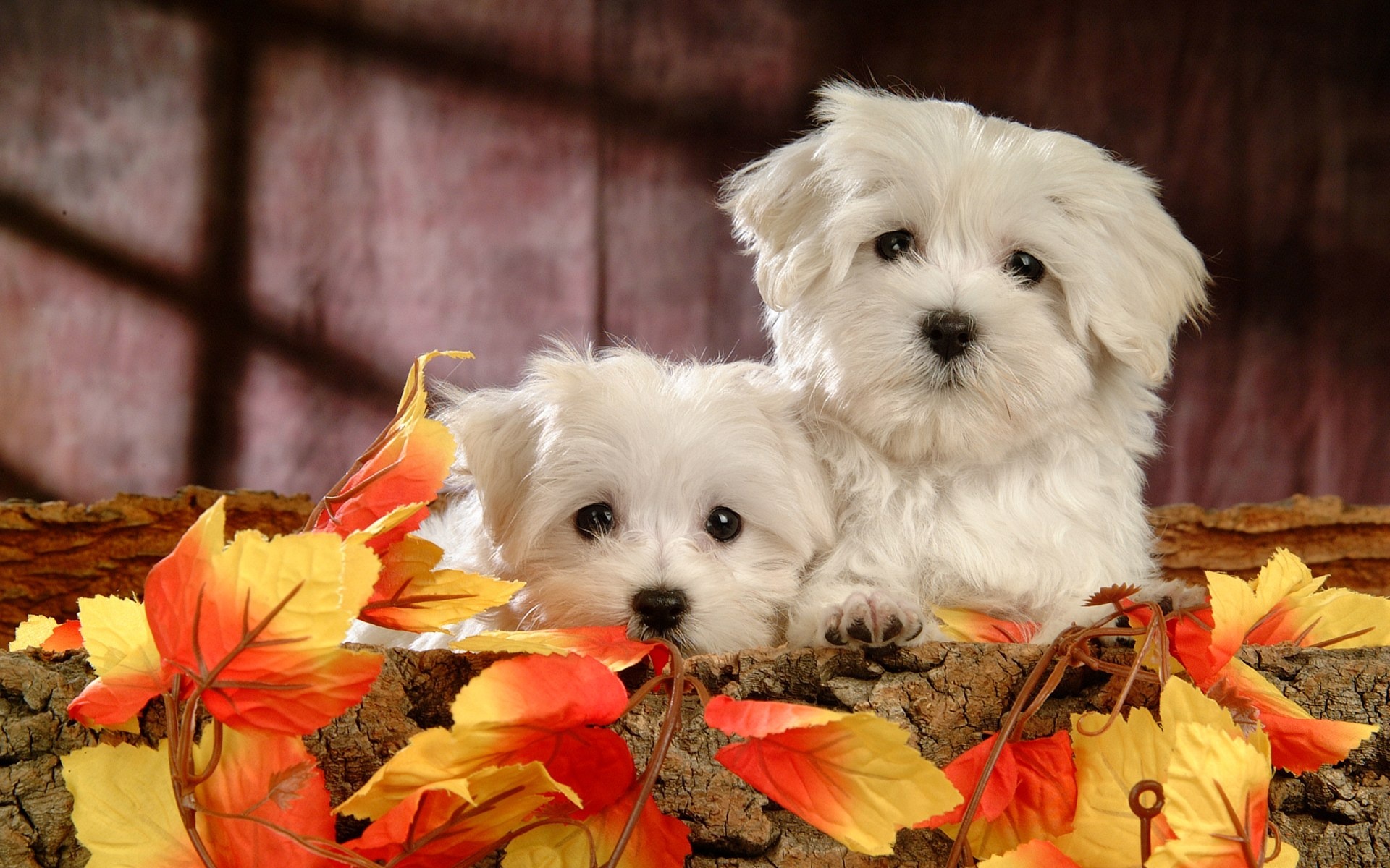 Bolognese Dog, 20 Maltese wallpapers, 1920x1200 HD Desktop