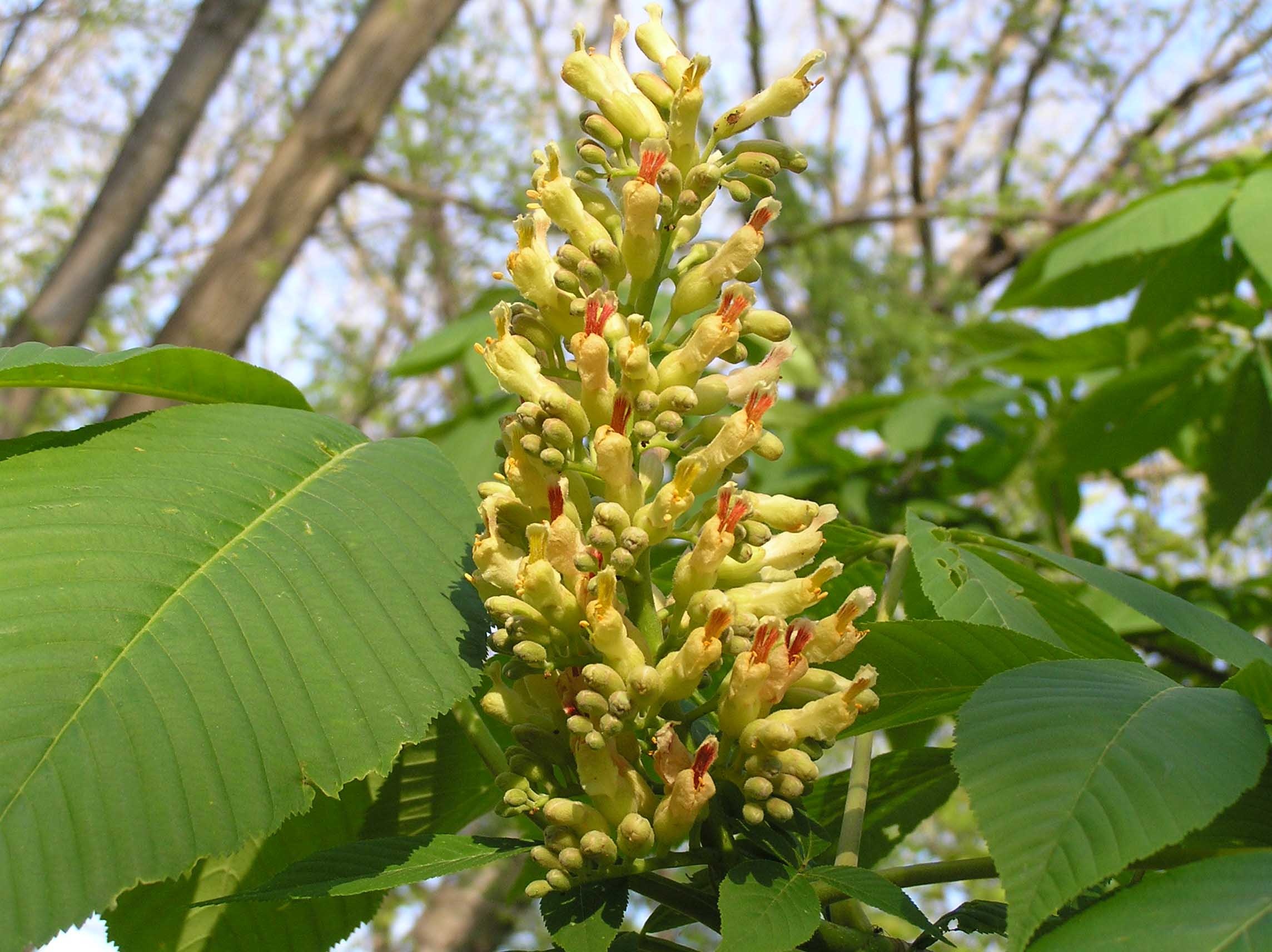 Buckeye Tree, Yellow blossoms, Purdue Fort Wayne, Woody perennial, 2290x1720 HD Desktop