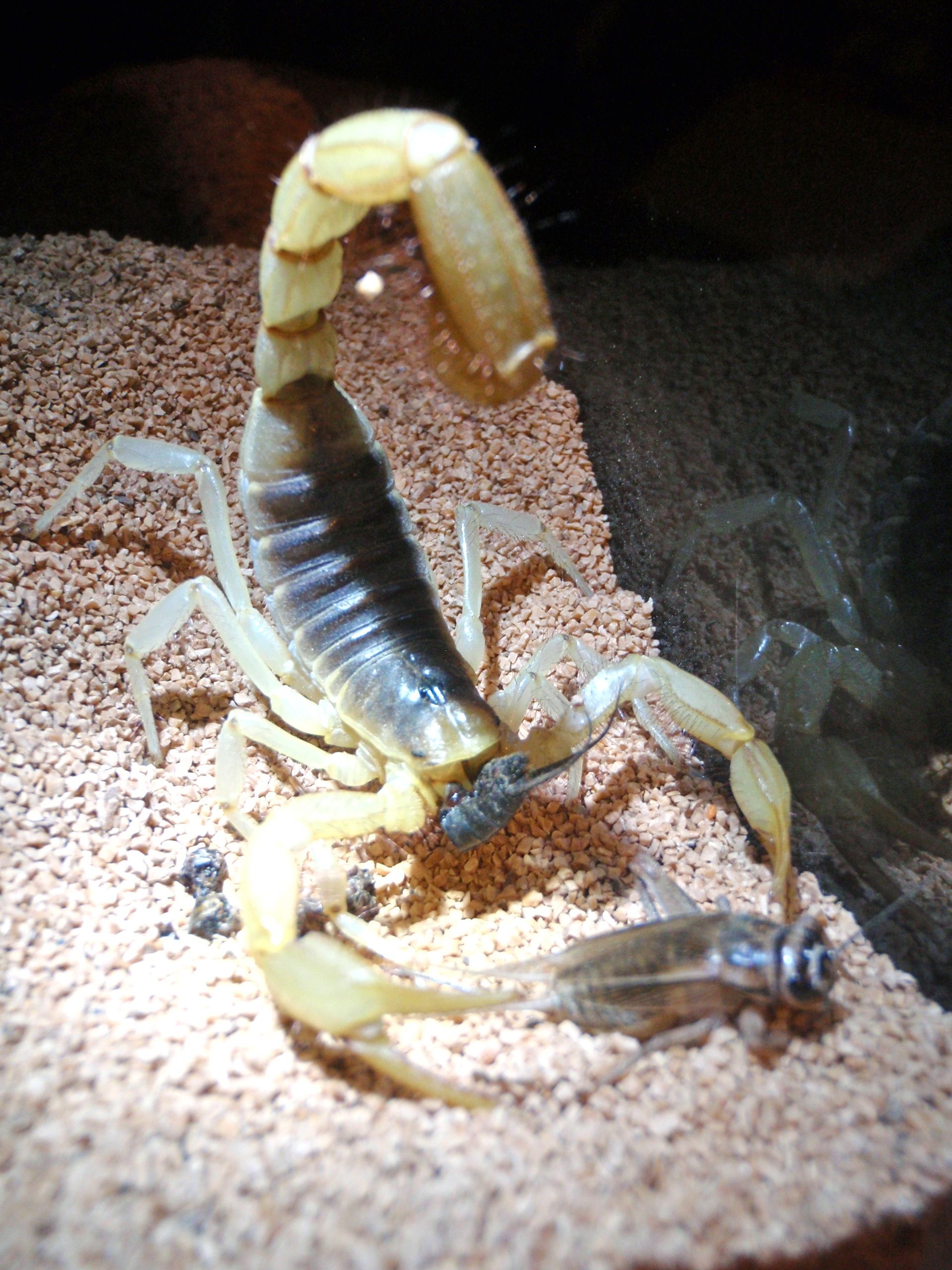 Scorpions ideas, Arachnid inspiration, Amazing arthropods, Fascinating world, 1920x2560 HD Phone