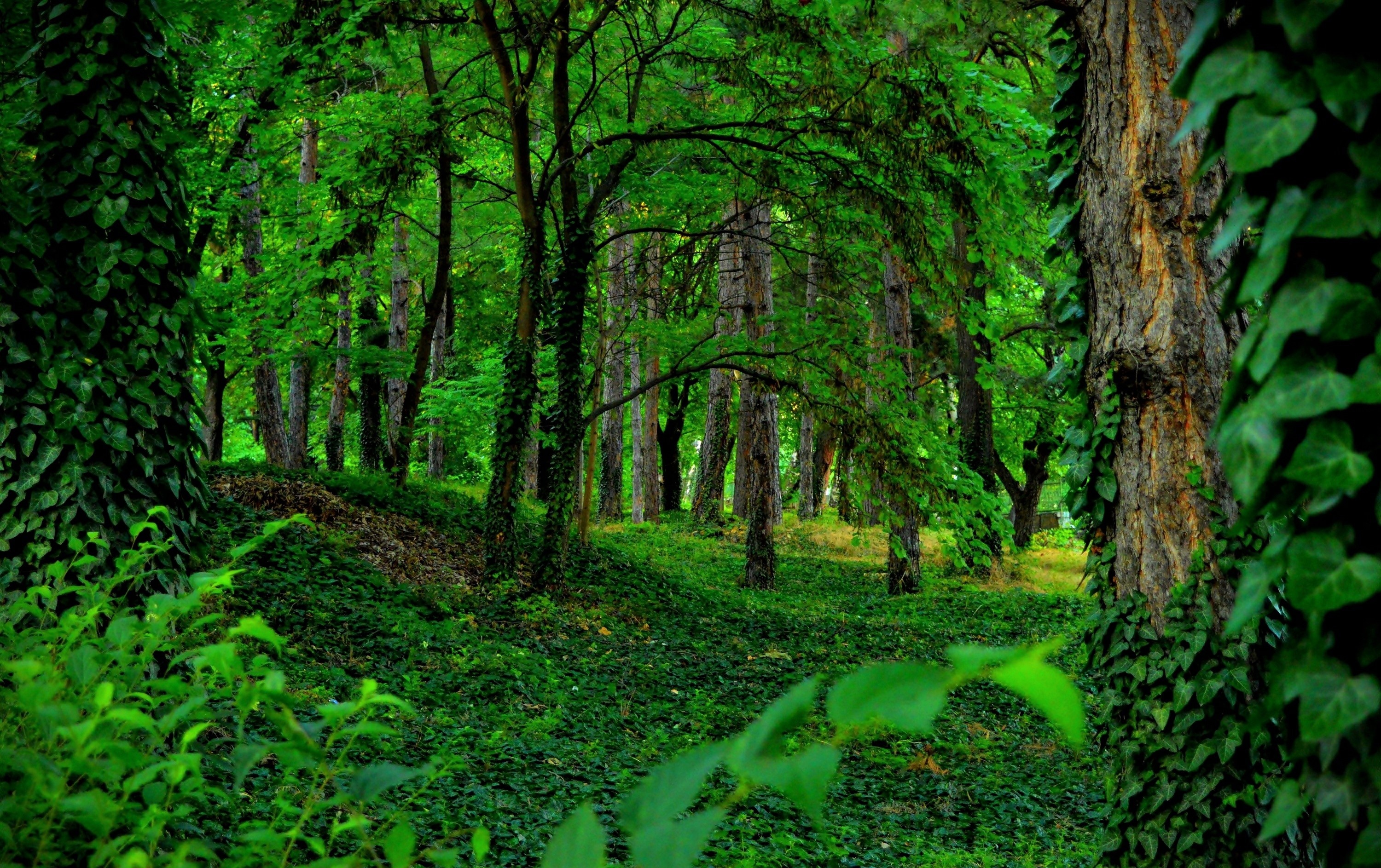 Emerald forest, Nature's haven, Evergreen beauty, Serenity in green, 3000x1890 HD Desktop