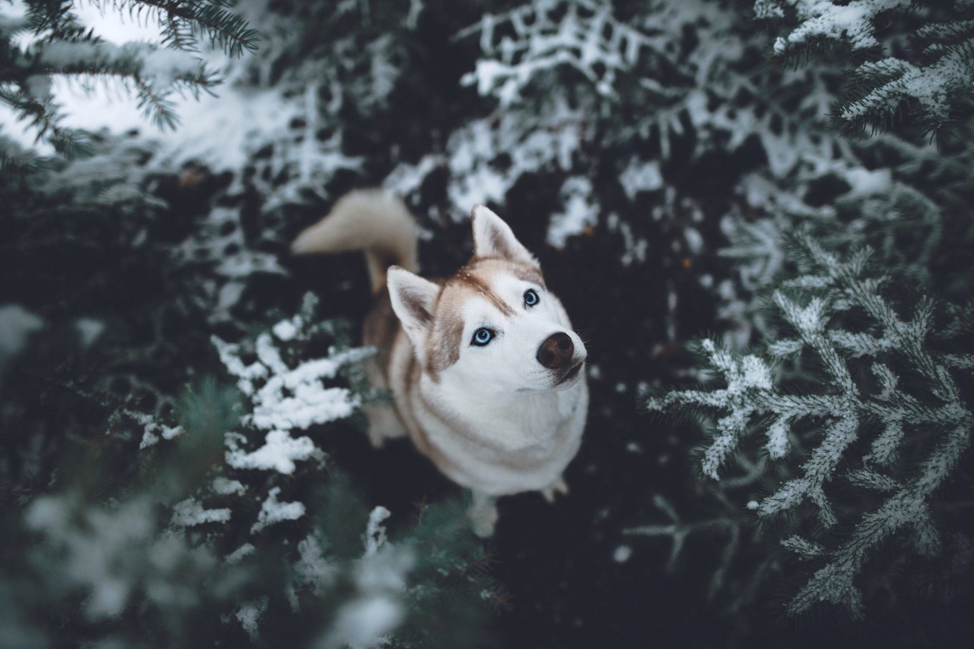 Husky wallpaper, Captivating gaze, Stunning portrait, True husky spirit, 2000x1340 HD Desktop