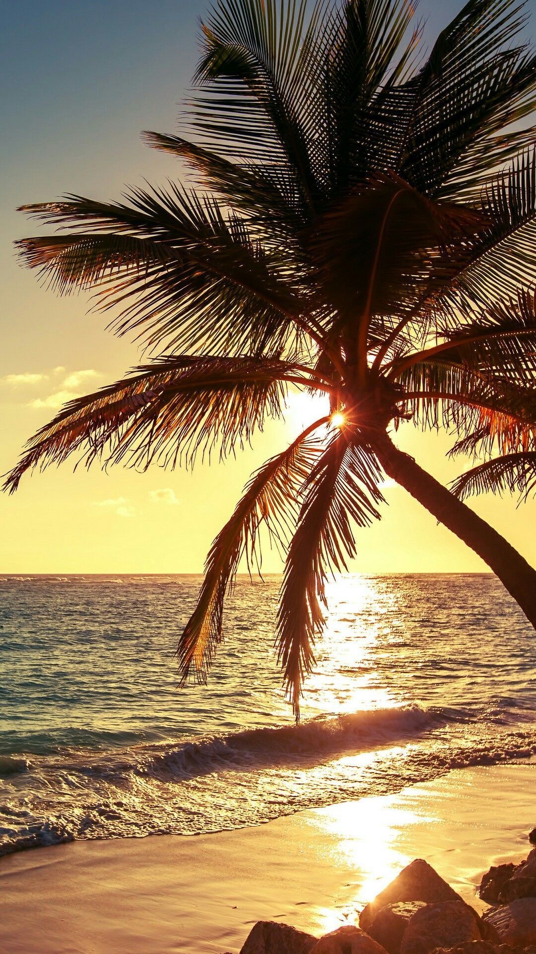 Leaning coconut palm tree, Golden ocean sunset, Sandy tropical beach shore, Full HD Phone wallpaper