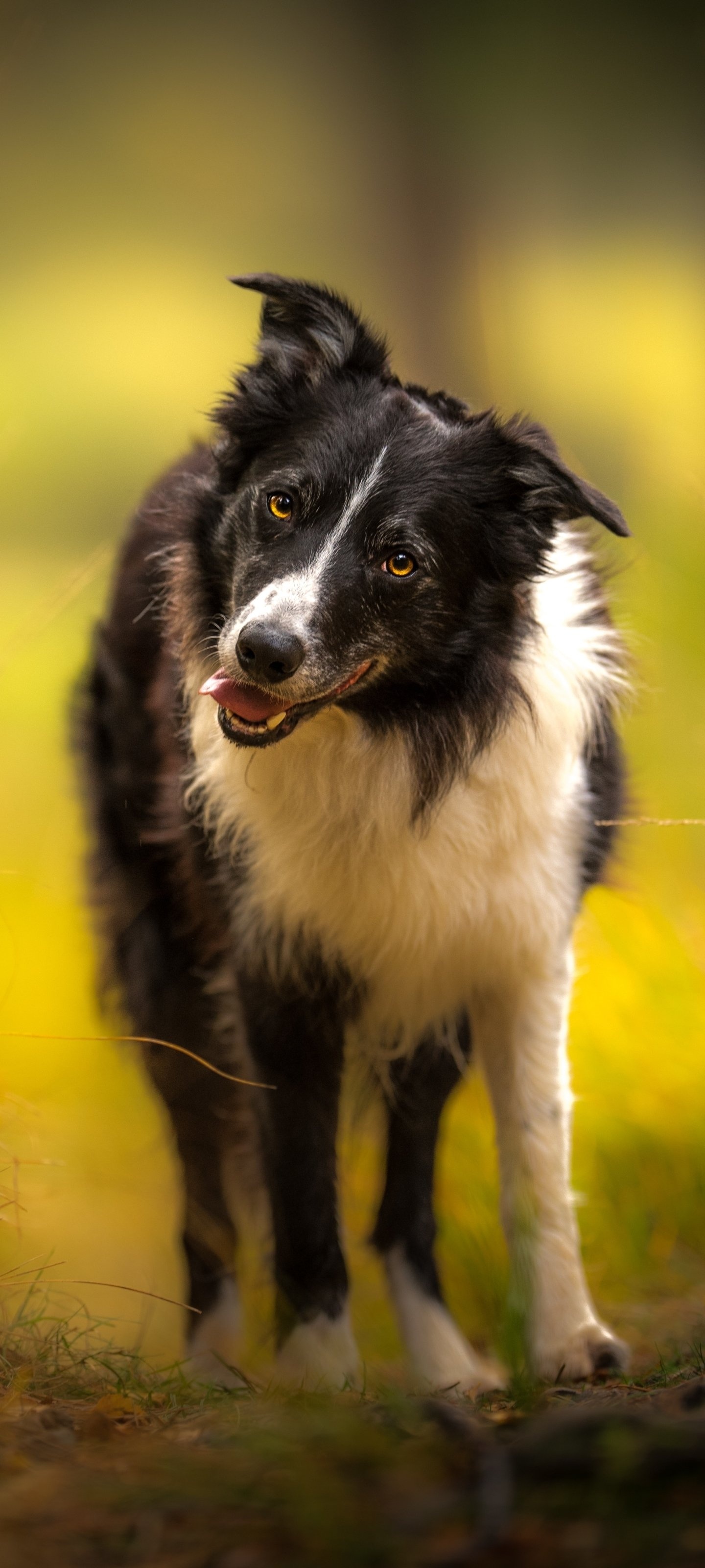 Animal, Border Collie, Working dogs, Herding breed, 1440x3200 HD Phone