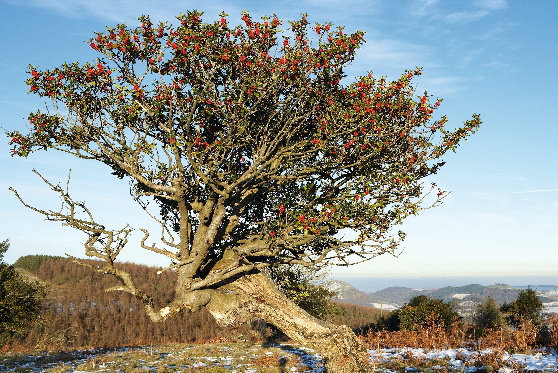 Northern Stiperstones, Holly Tree Wallpaper, 2370x1580 HD Desktop