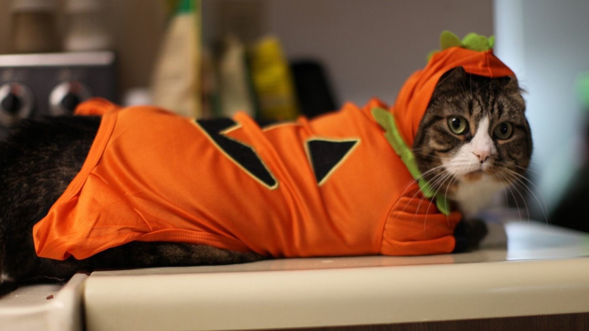 Halloween cat, Cute wallpapers, Full HD images, Free download, 1920x1080 Full HD Desktop