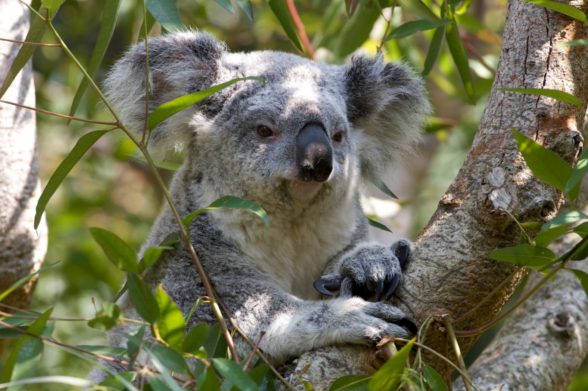 Eucalyptus, Koalas Wallpaper, 1920x1280 HD Desktop