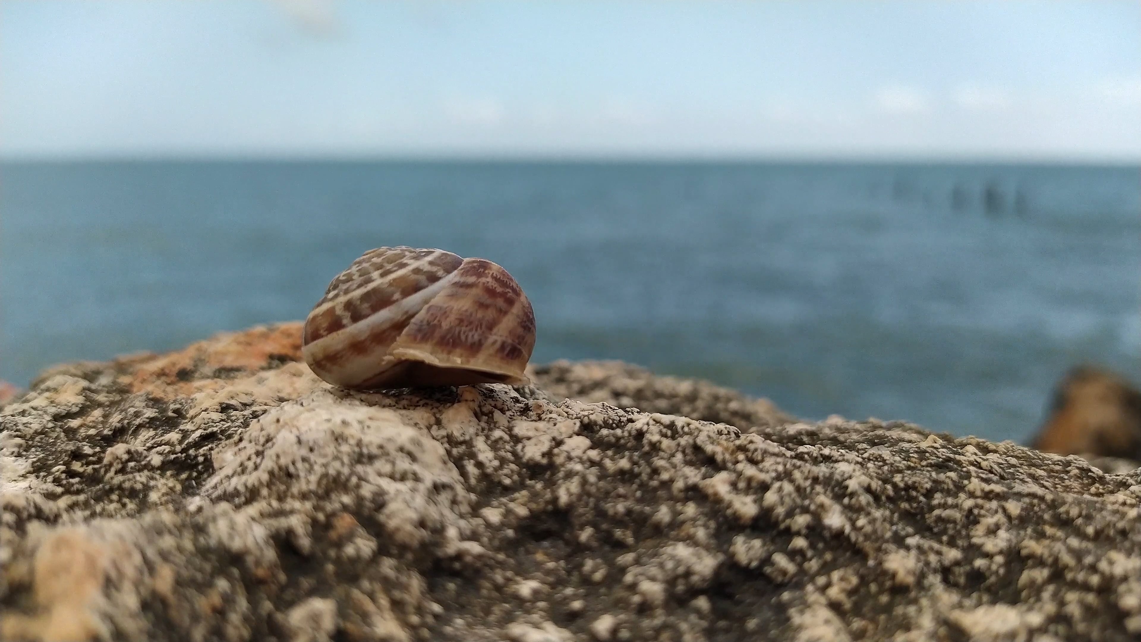 Close-up seashell, Nature's artwork, Coastal elegance, Oceanic beauty, 3840x2160 4K Desktop