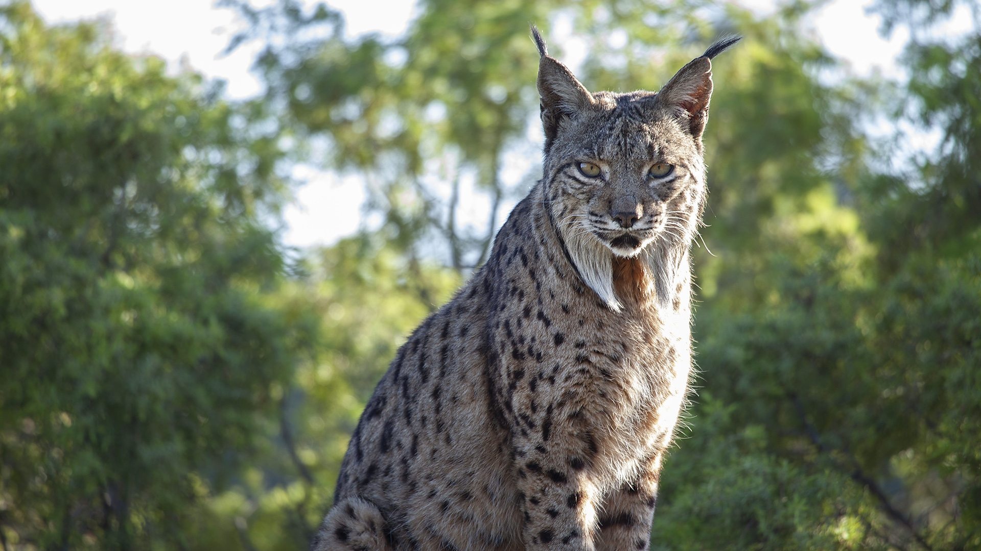 Iberian lynx lifeline, Wildlife documentary, BBC One, Seven Worlds, One Planet, 1920x1080 Full HD Desktop