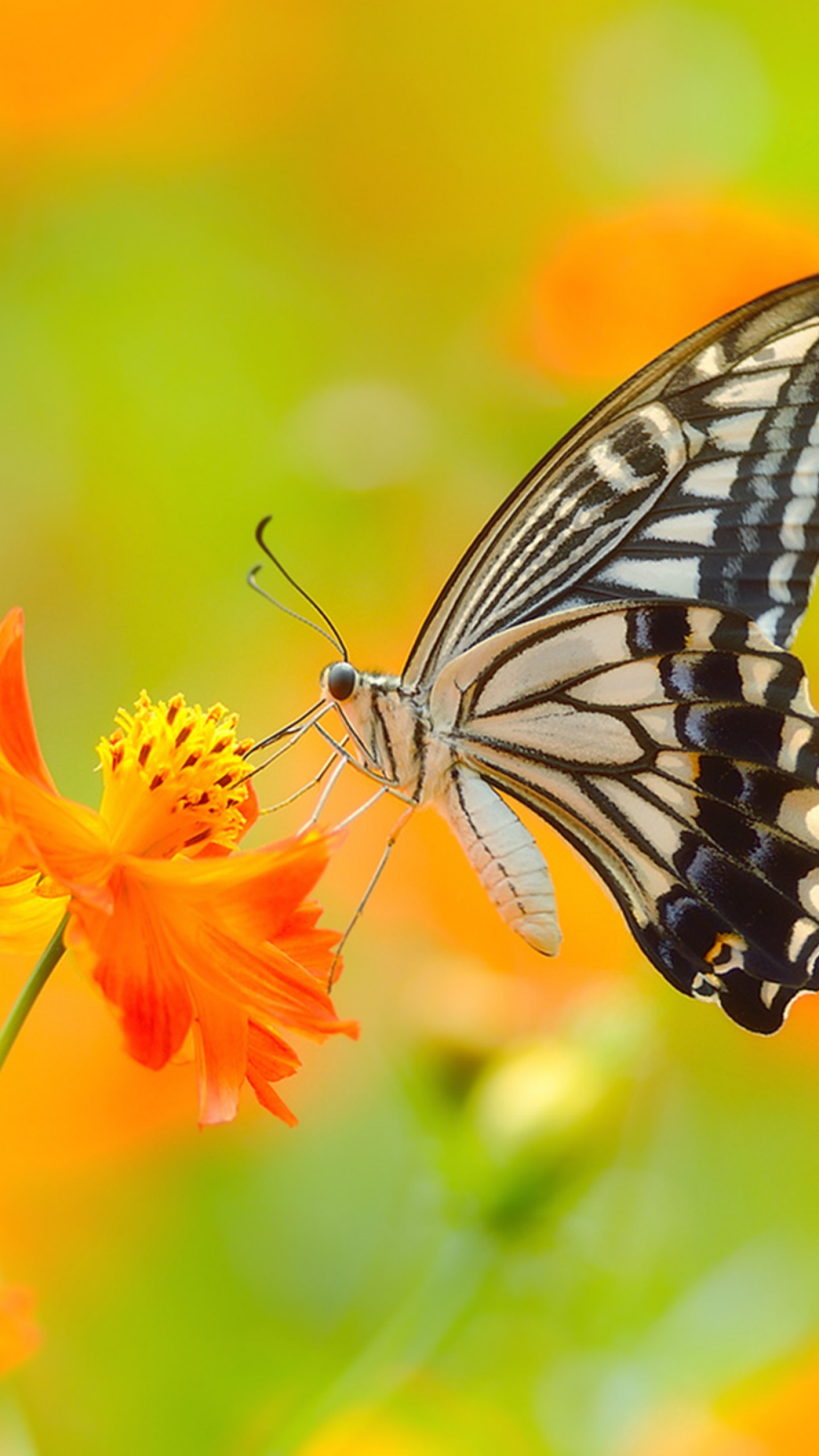 Butterfly 5k 4k wallpaper, Colorful flowers, Yellow insects, 1440x2560 HD Phone