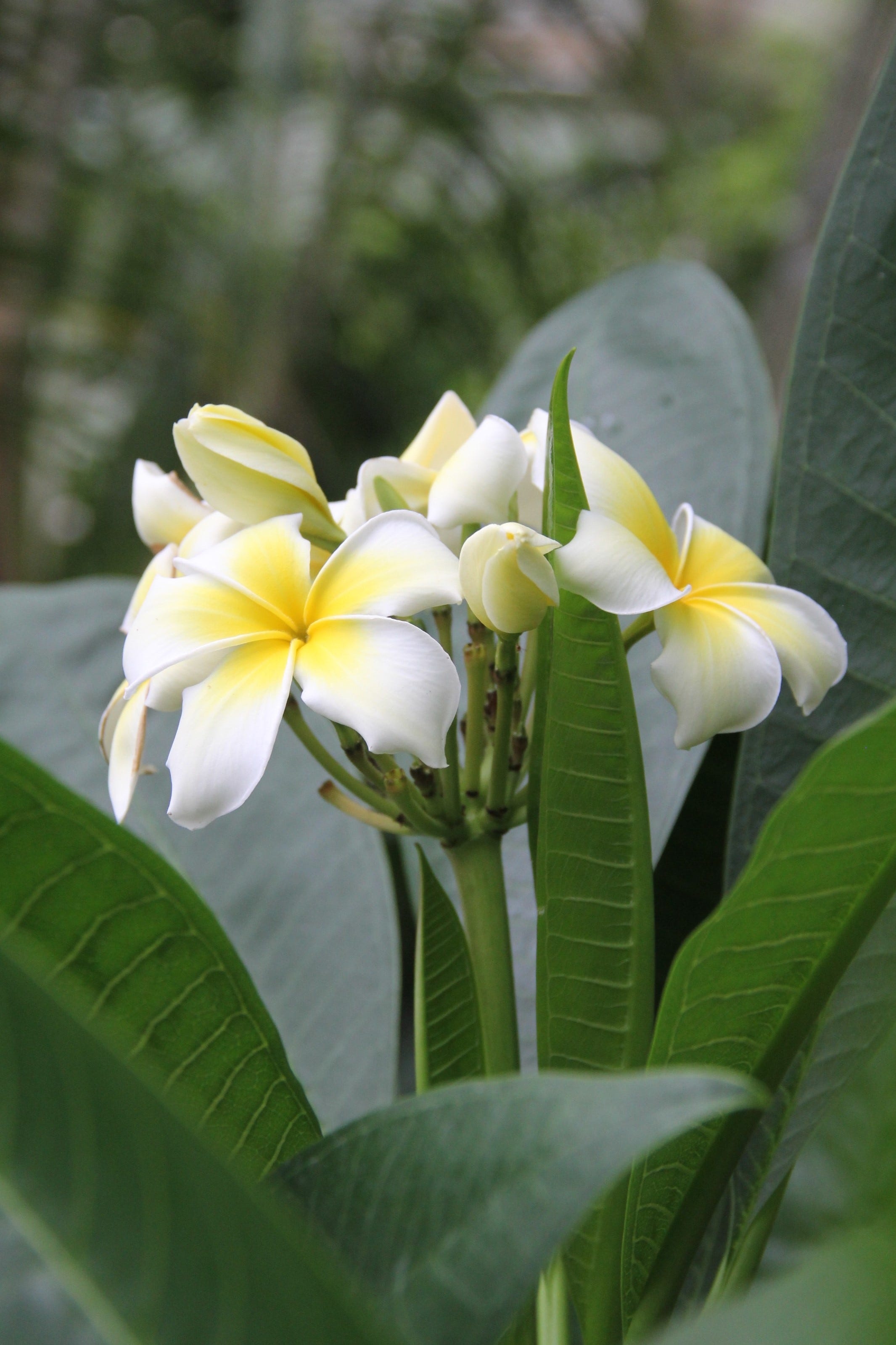 Plumeria alba, Hawaiian Flower Wallpaper, 2140x3200 HD Phone