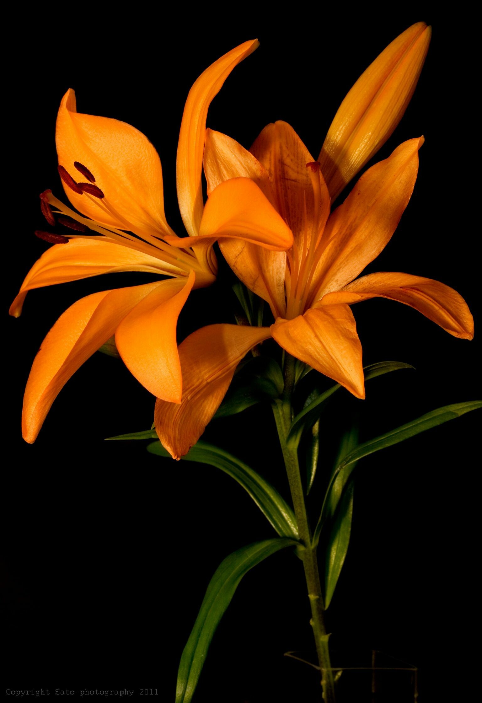 Lily flower, iPhone wallpaper, Photography, Natural beauty, 1540x2240 HD Phone