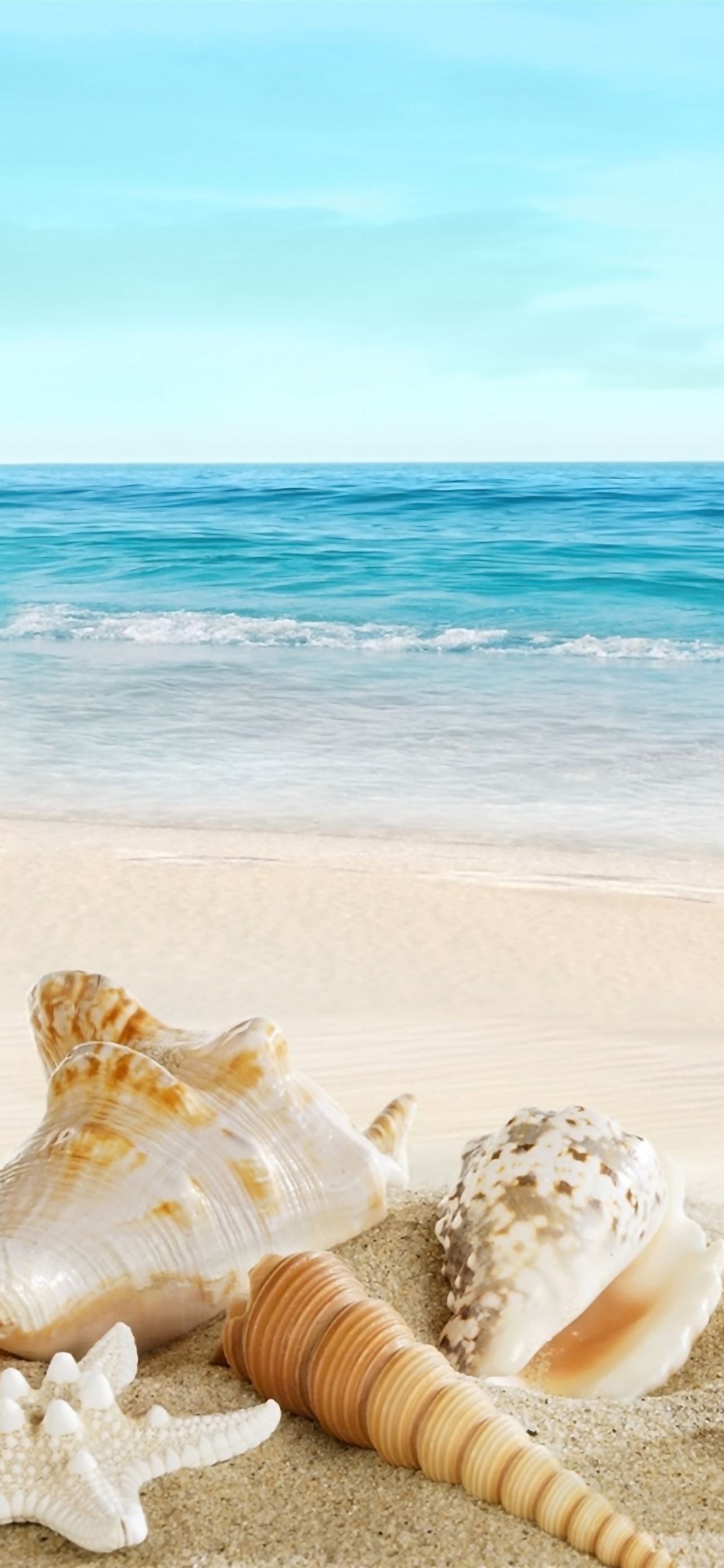spiral auger seashell, white starfish on sand, turquoise ocean waves, HD Phone wallpaper