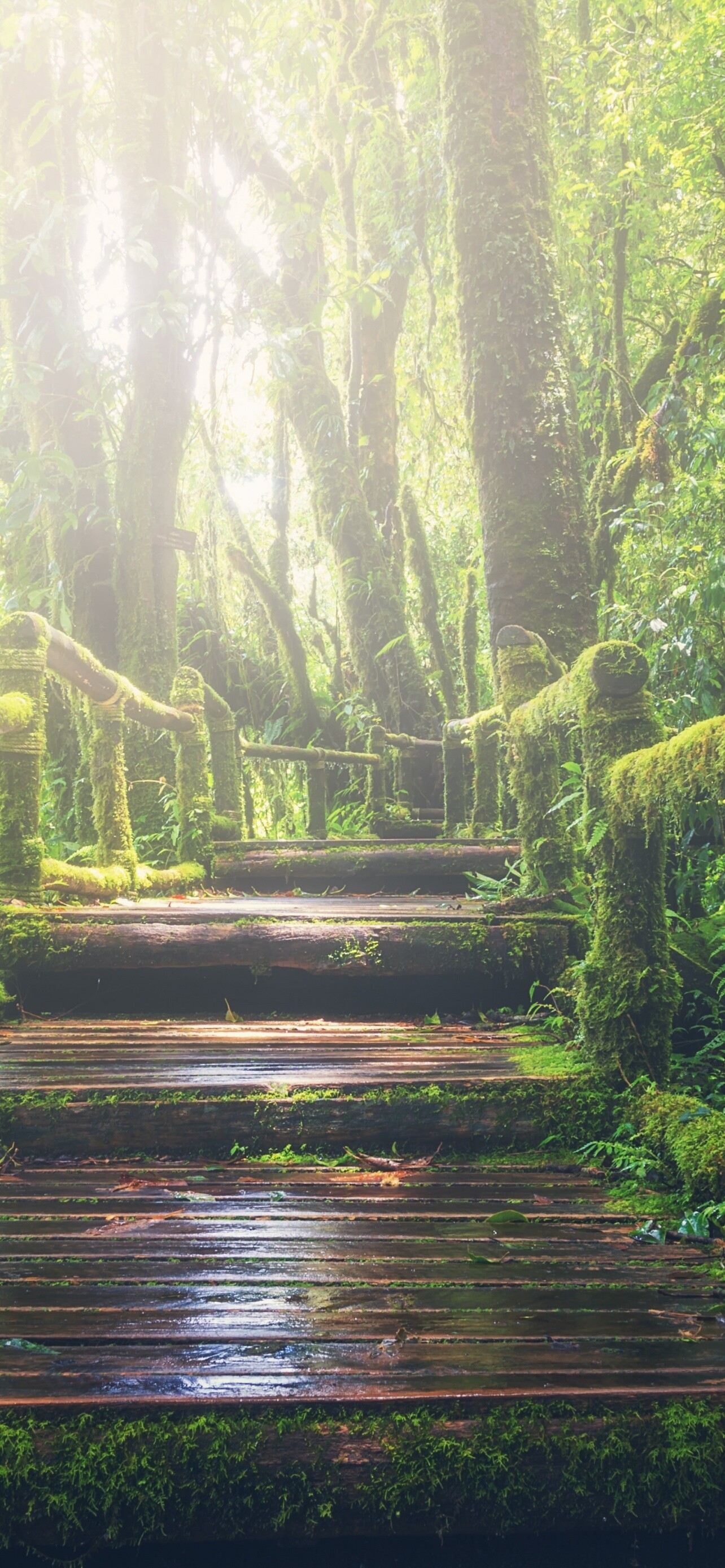 4K rainforest wallpaper, Wooden bridge escape, Green forest paradise, Natural bliss, 1290x2780 HD Phone