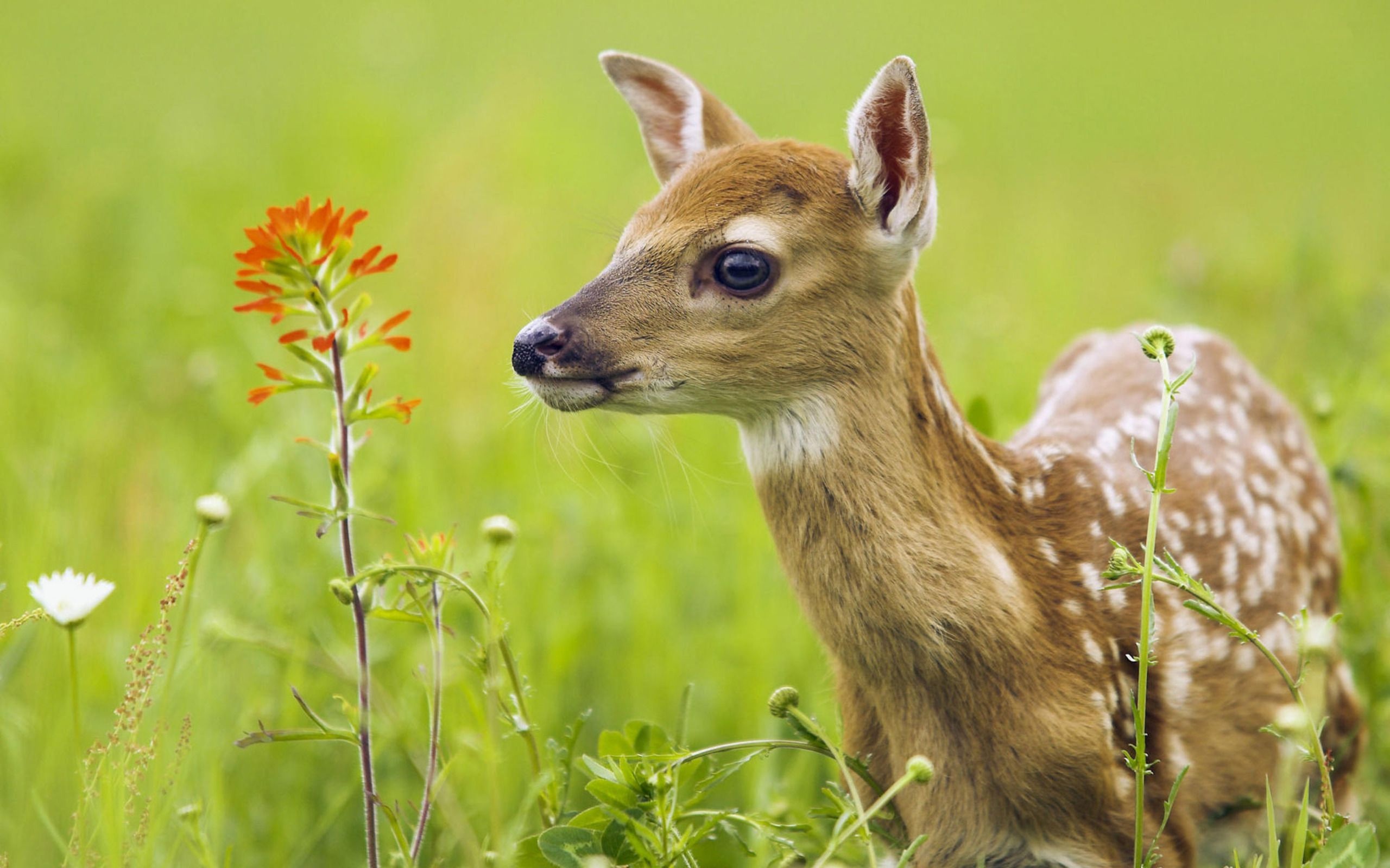 European fallow deer, Baby Animal Wallpaper, 2560x1600 HD Desktop
