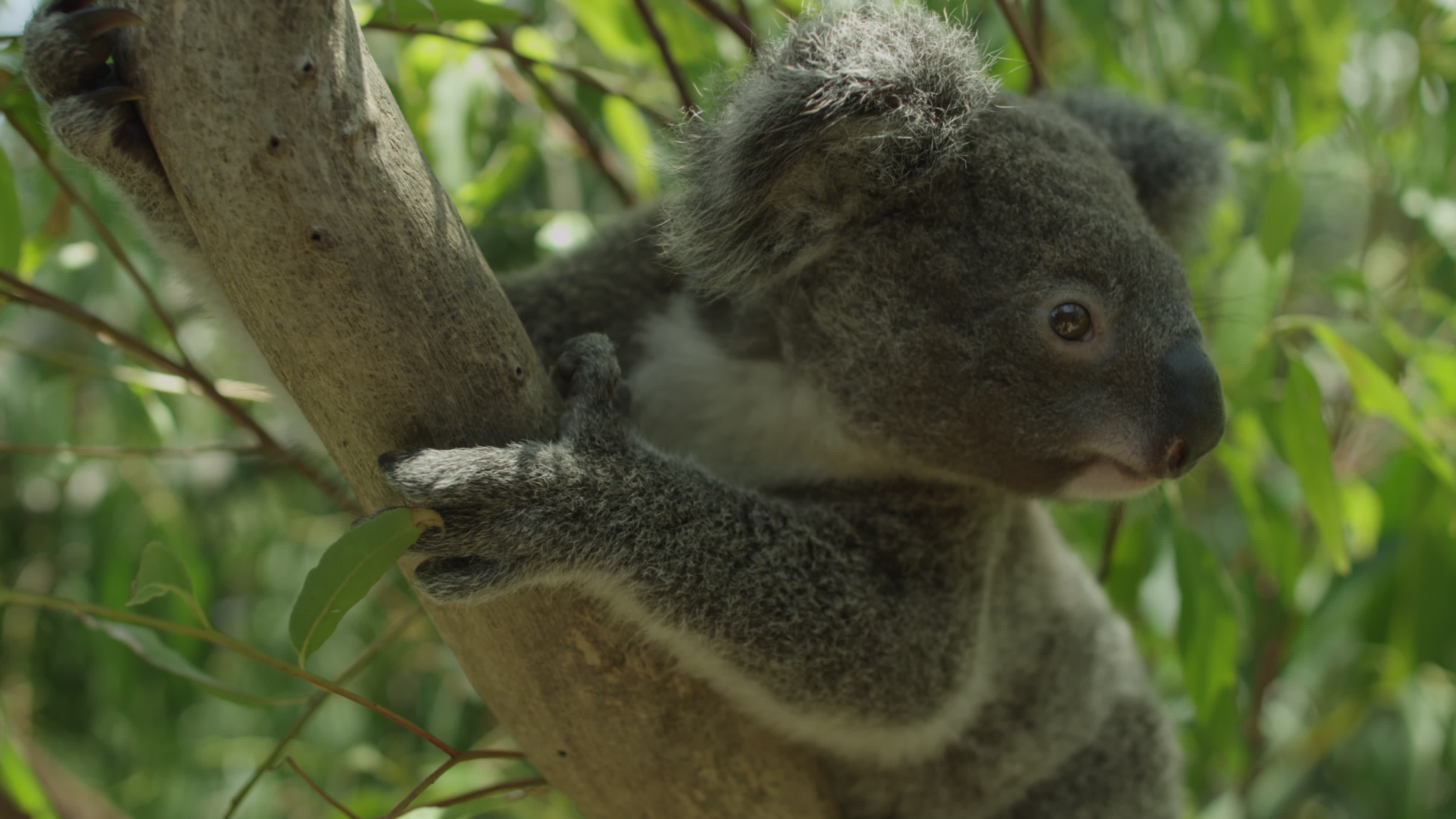 Koala im baum, Australien, Stock video, Vecteezy, 3840x2160 4K Desktop