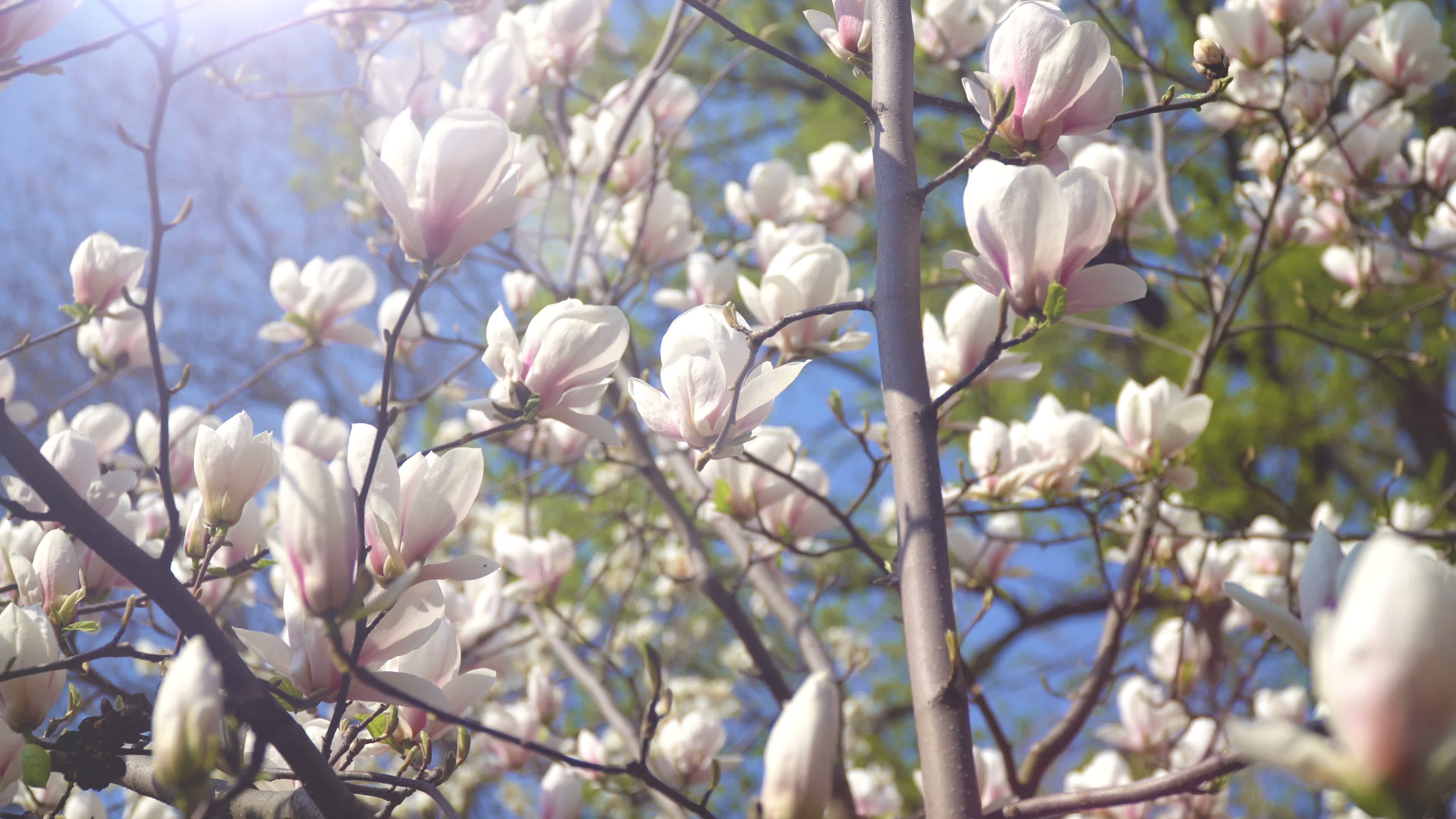 Magnolia stock footage, Free download, Nature video, 3840x2160 4K Desktop
