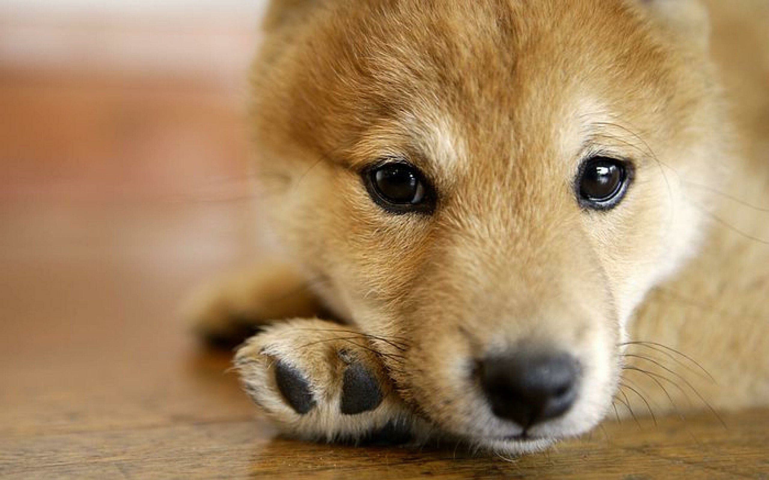 Close-up, Shibas Wallpaper, 2560x1600 HD Desktop