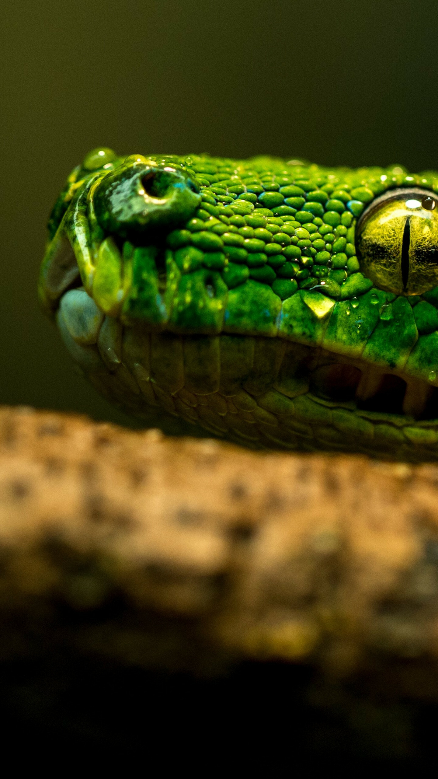 Snake eye, Snakes Wallpaper, 1440x2560 HD Phone