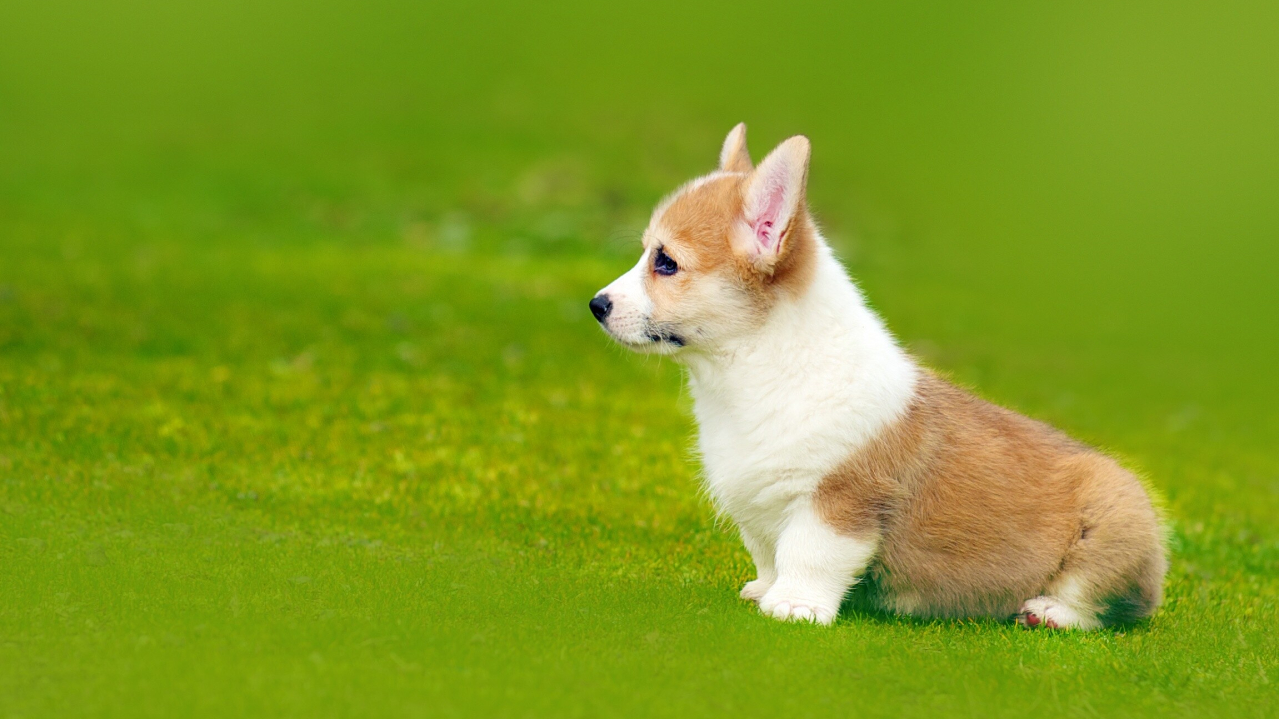 HD Corgi wallpapers, Zoey Thompson's collection, Cute furry friends, Phone backgrounds, 2560x1440 HD Desktop