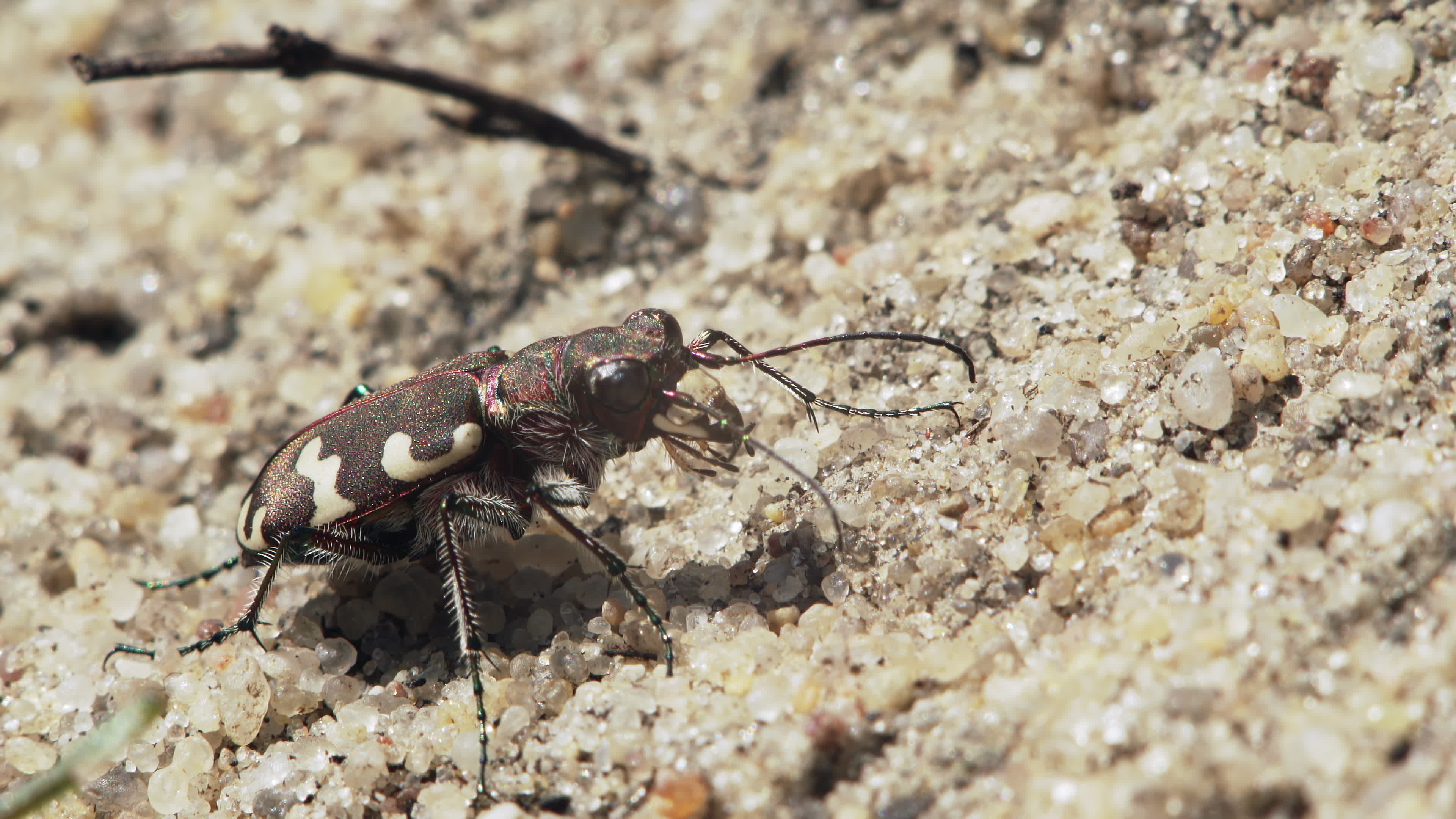 Beetle (Animals), Tiger beetle sandy, Stock video footage, Animal on sand, 3840x2160 4K Desktop