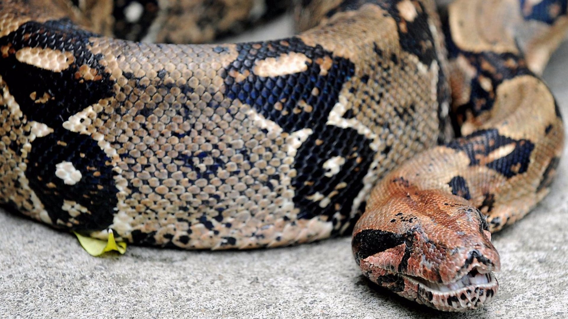 Boa Constrictor, Boa constrictor, 911 call released, BBC news, 1920x1080 Full HD Desktop