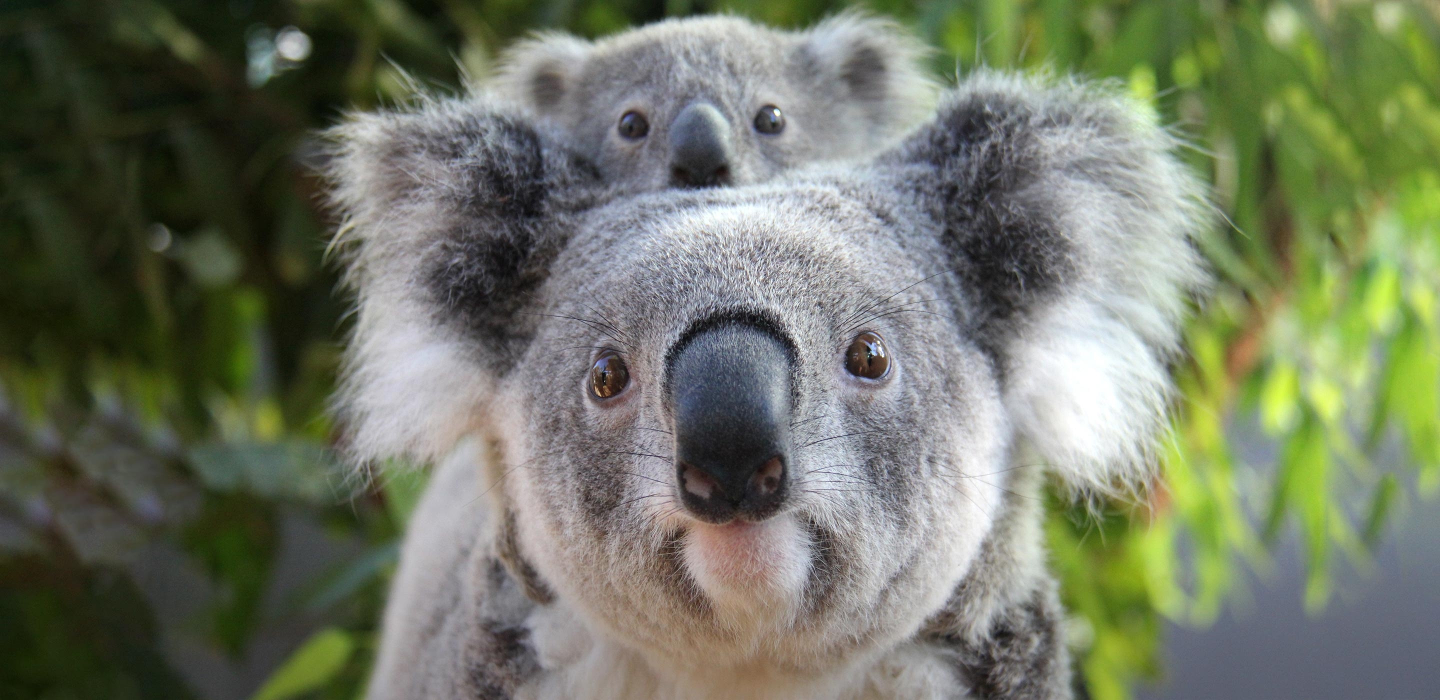 Taronga, Koalas Wallpaper, 2880x1400 Dual Screen Desktop