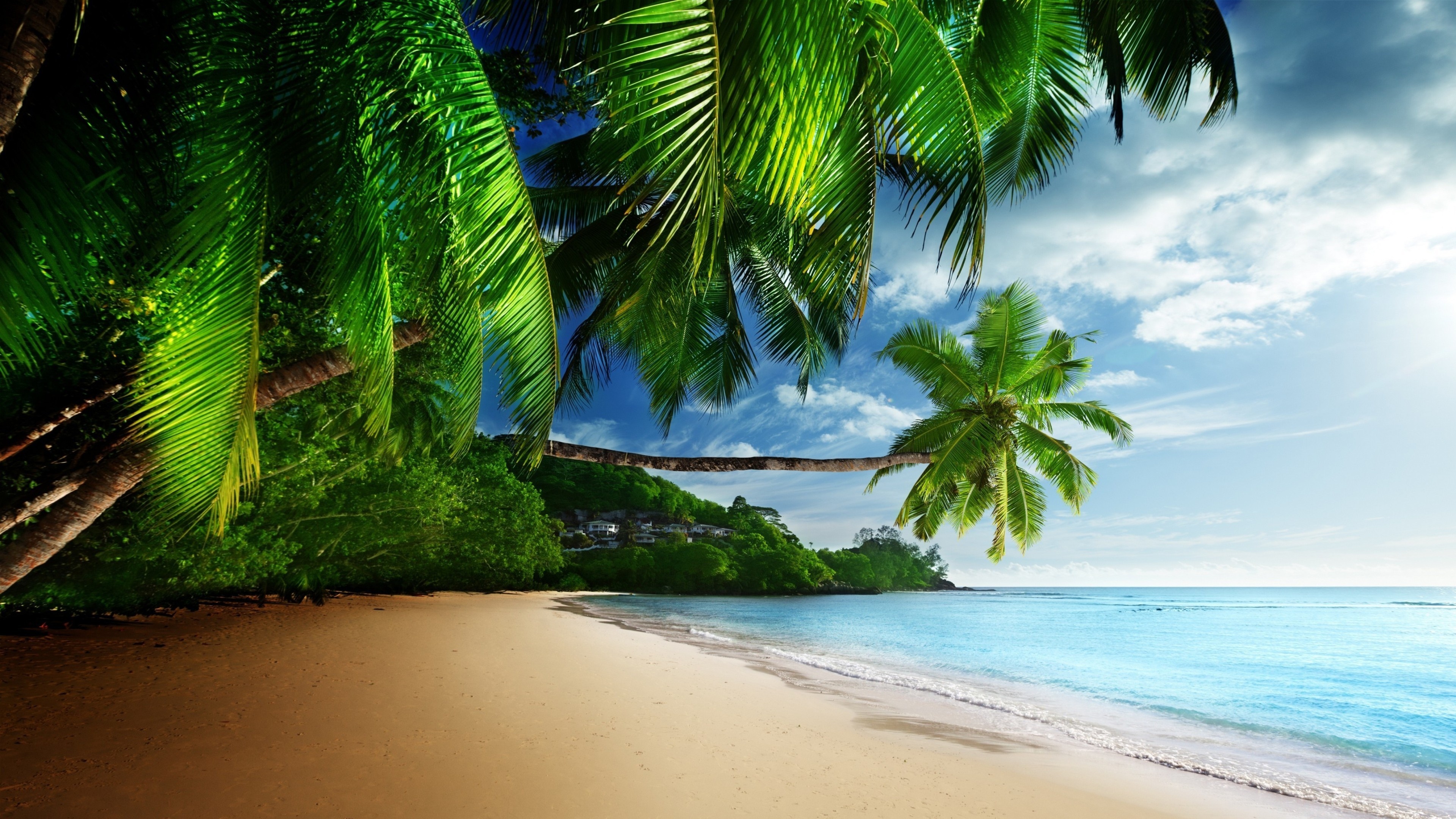 Leaning coconut palm tree, Tropical sandy beach shoreline, Turquoise ocean waters, 4K Desktop wallpaper