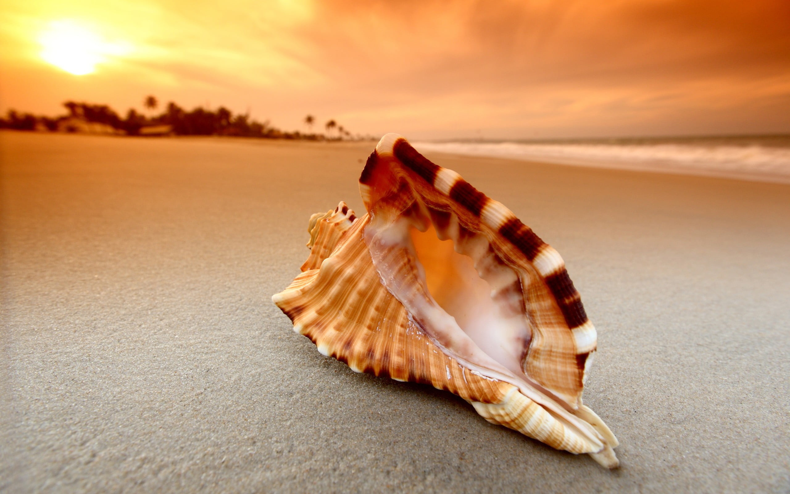 Black-spotted snail, Sea Shell Wallpaper, 2560x1600 HD Desktop