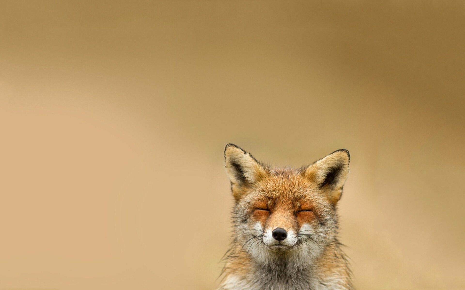 Stupid fox wallpaper, Quirky and fun, Playfully charming, Lighthearted humor, 1920x1200 HD Desktop