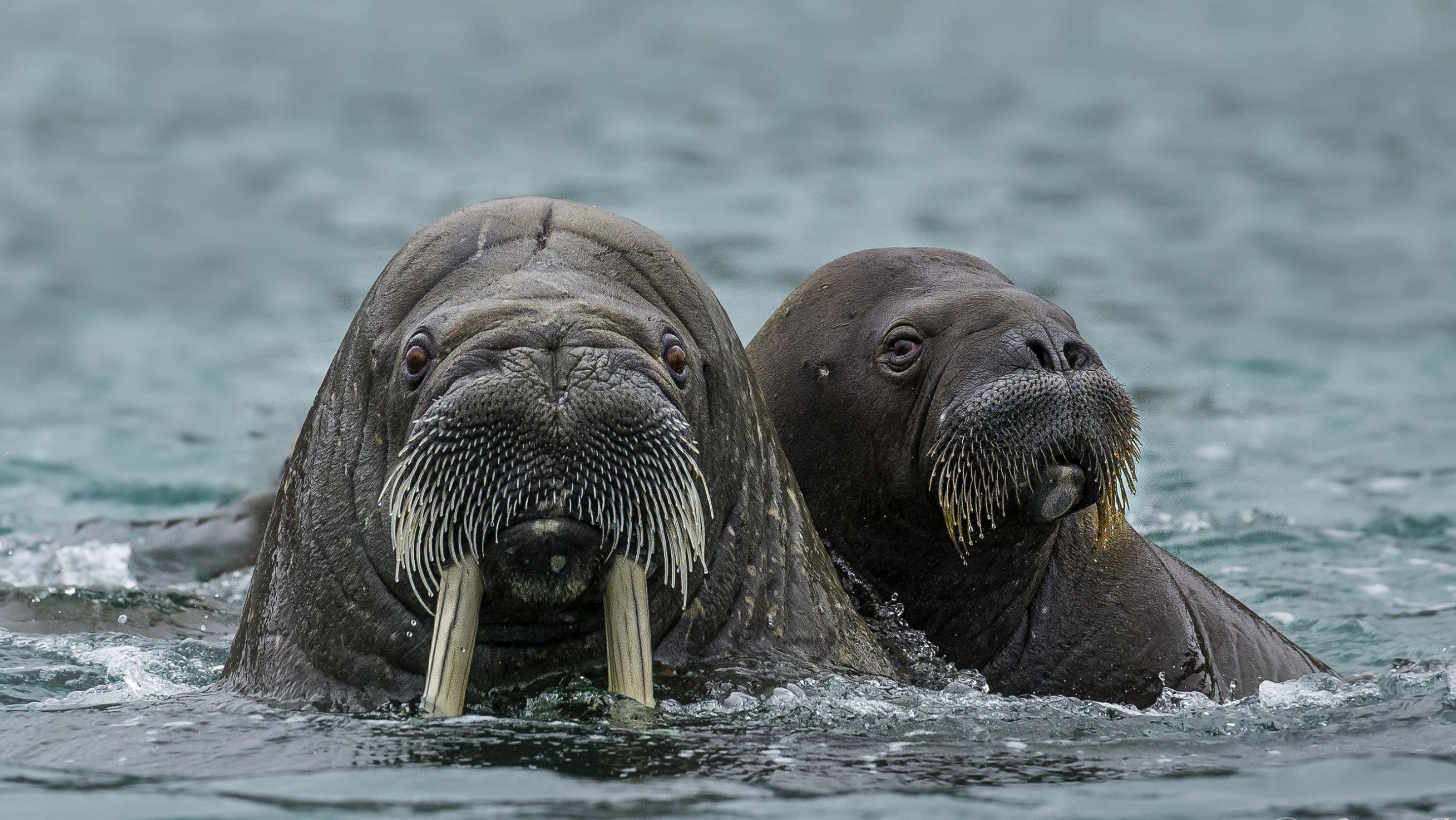 Couple, Walrus Wallpaper, 2960x1670 HD Desktop