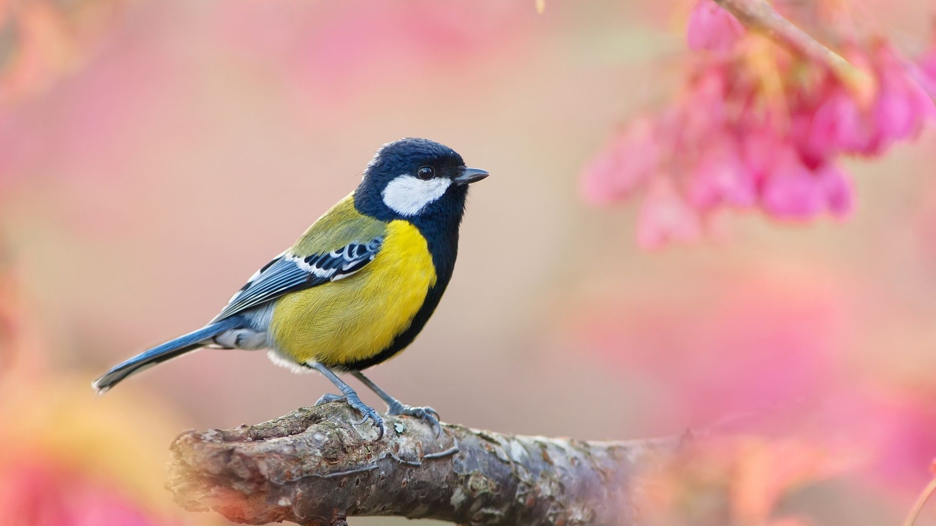 Bird spring, Pink blurred background, Full HD, Cute animal, 1920x1080 Full HD Desktop