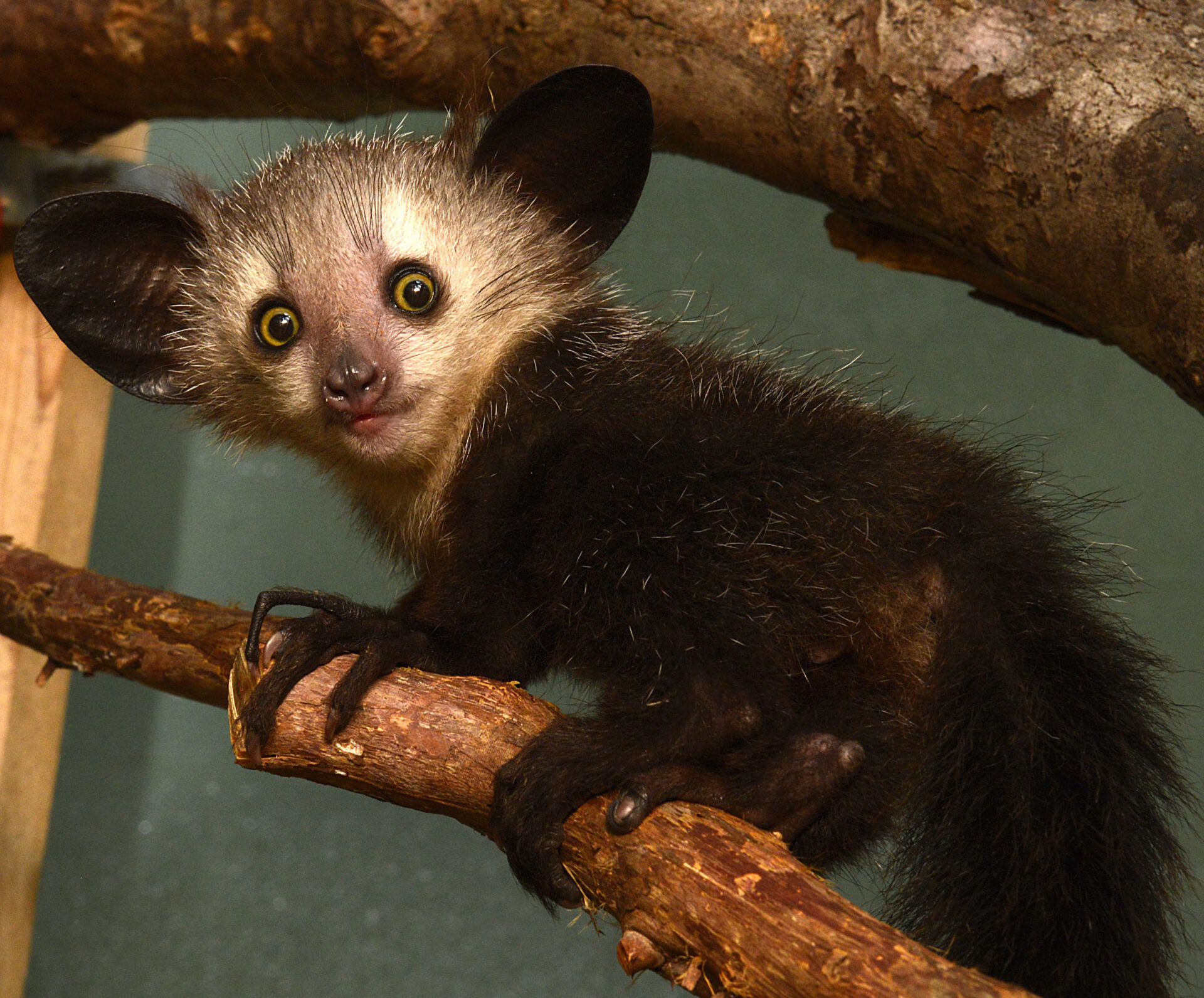 Duke Lemur Center's Aye Aye, Leaping lemur action, Conservation efforts, Primate research, 1920x1600 HD Desktop