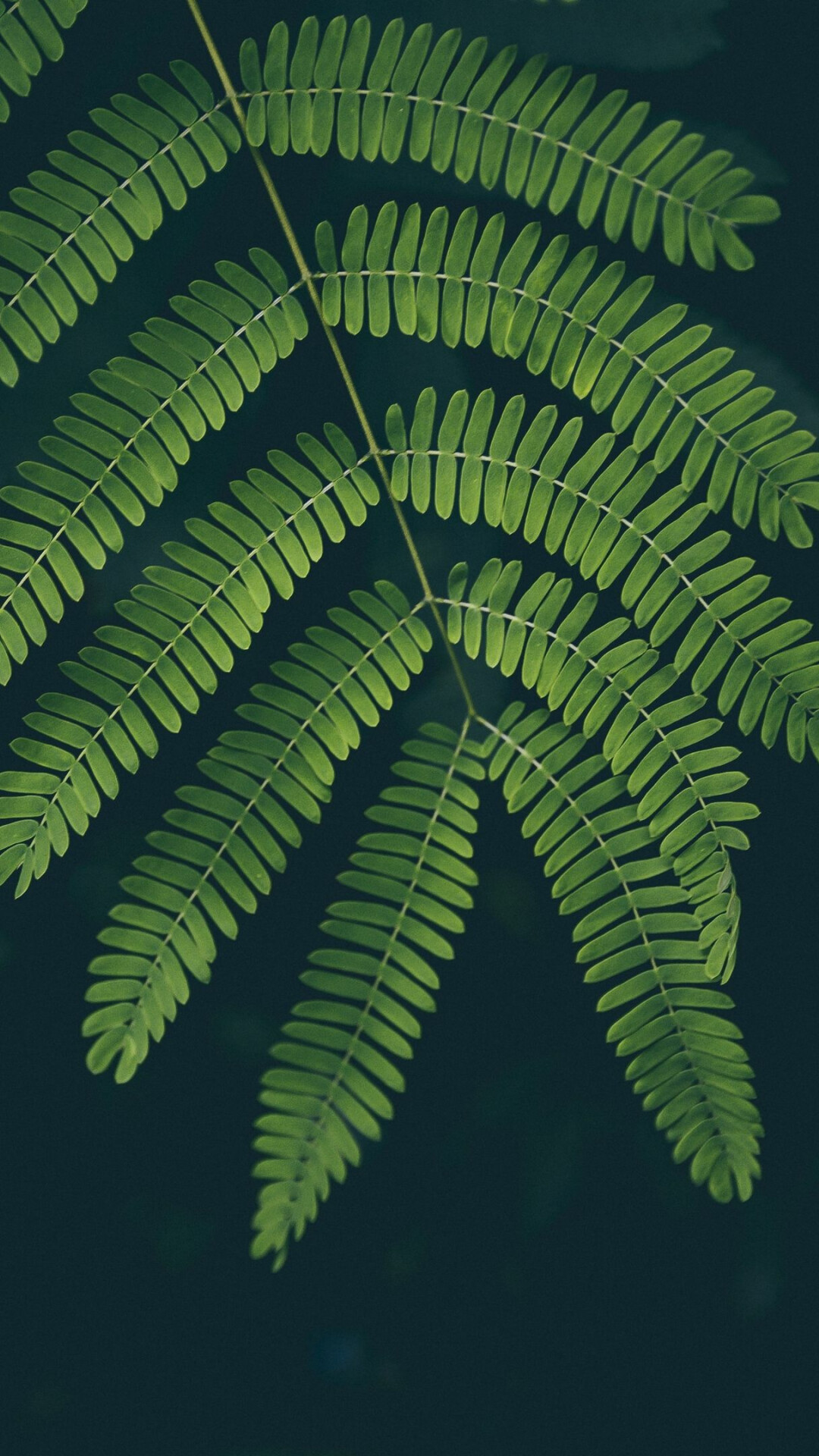 Nature leaves, Green foliage, Autumn season, Close-up, 1080x1920 Full HD Phone