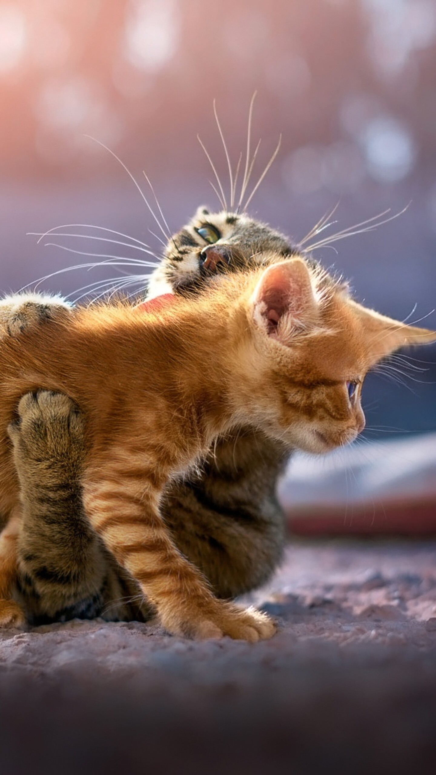 Kitten with mother, Kittens Wallpaper, 1440x2560 HD Phone