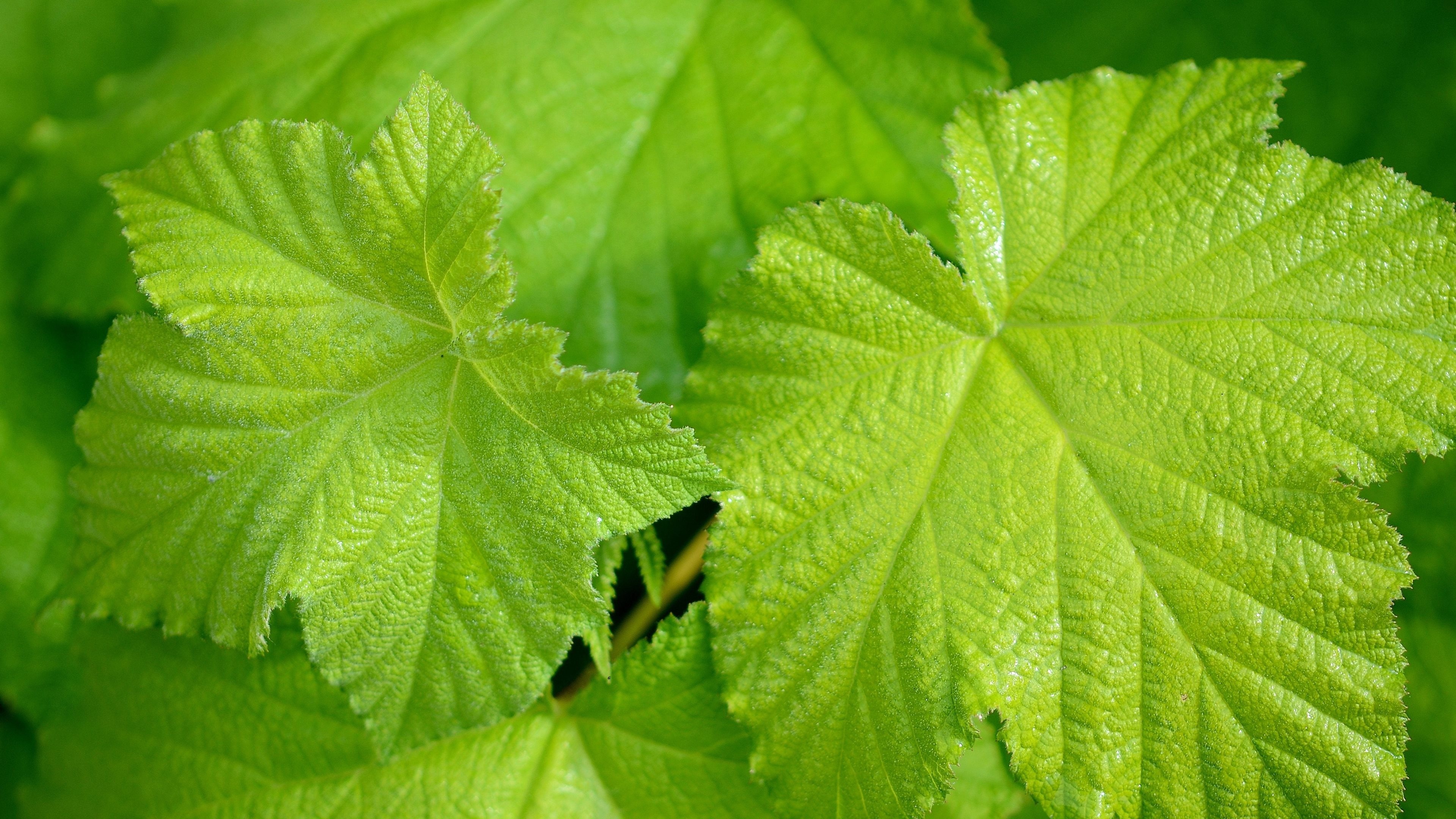 Green Leaf, Green leaf wallpaper HD, 3840x2160 4K Desktop