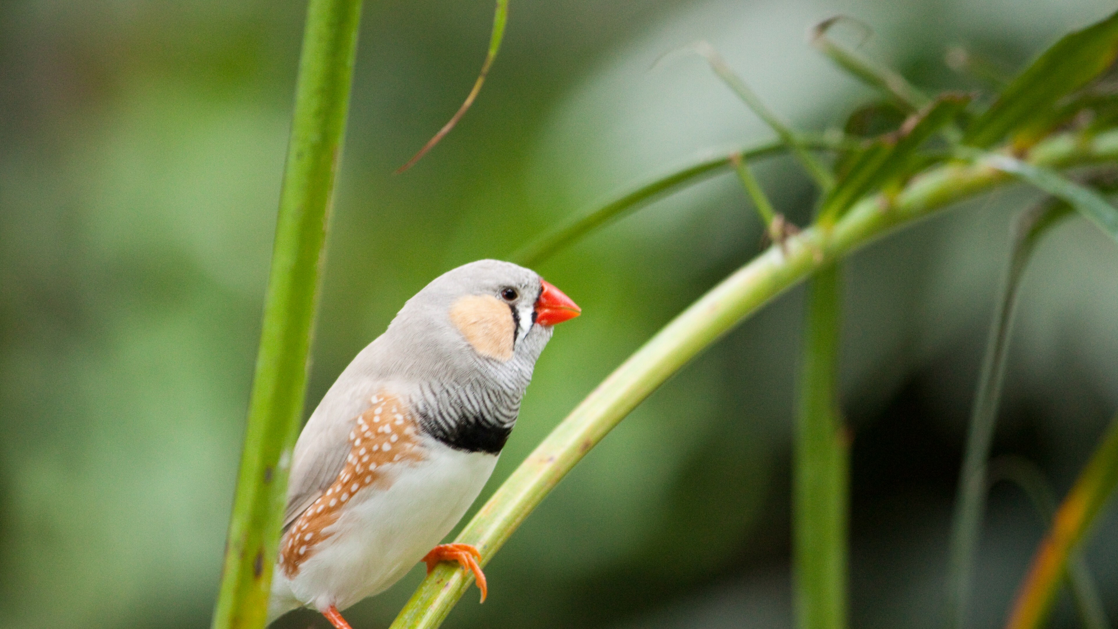 Finch, Birds Wallpaper, 3840x2160 4K Desktop