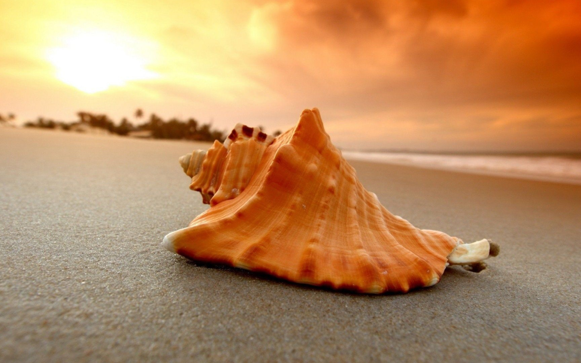 Nature's treasures, Majestic seashells, Coastal beauty, Ocean wonders, 1920x1200 HD Desktop