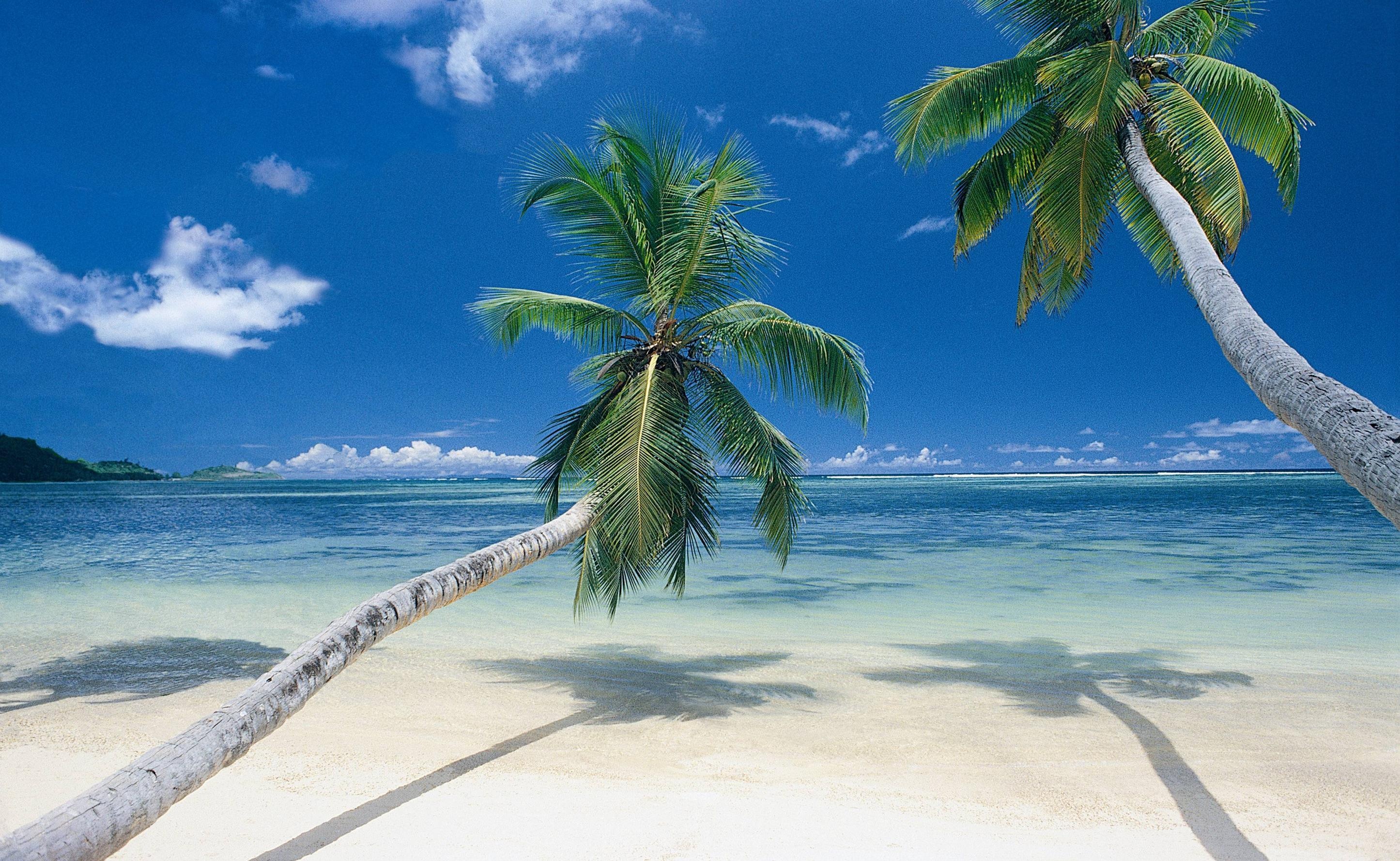 Leaning coconut palm tree, White sand beach, Clear turquoise ocean water, HD Desktop wallpaper
