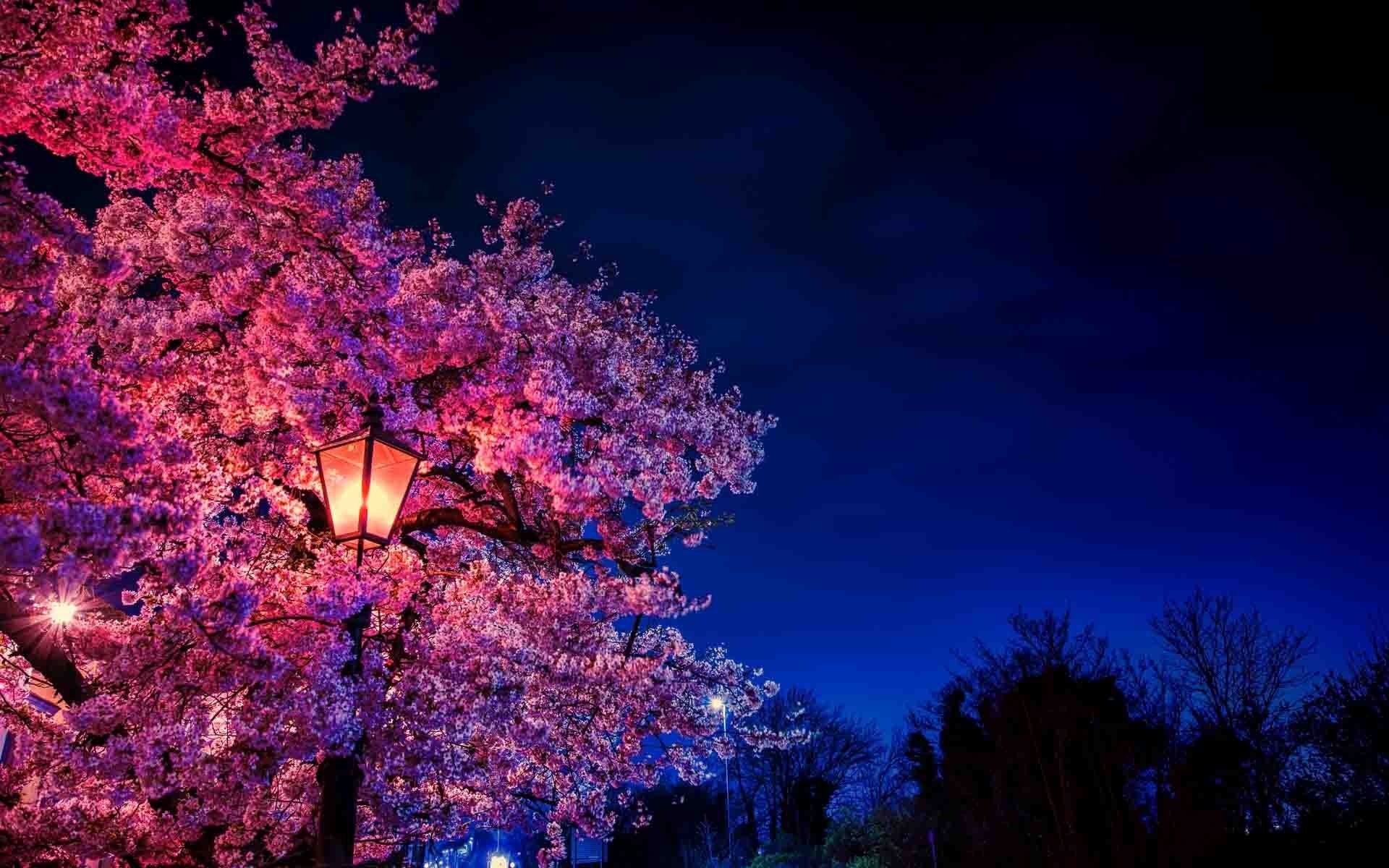 Blooming cherry blossom tree, Glowing vintage street lantern, Deep blue night sky, HD Desktop wallpaper