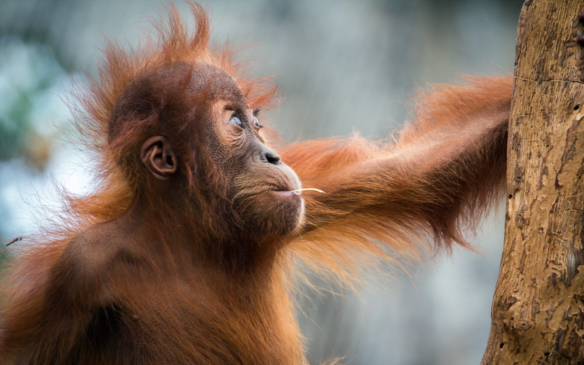 Orangutan, Playful monkeys, HD backgrounds, Desktop wallpaper, 1920x1200 HD Desktop