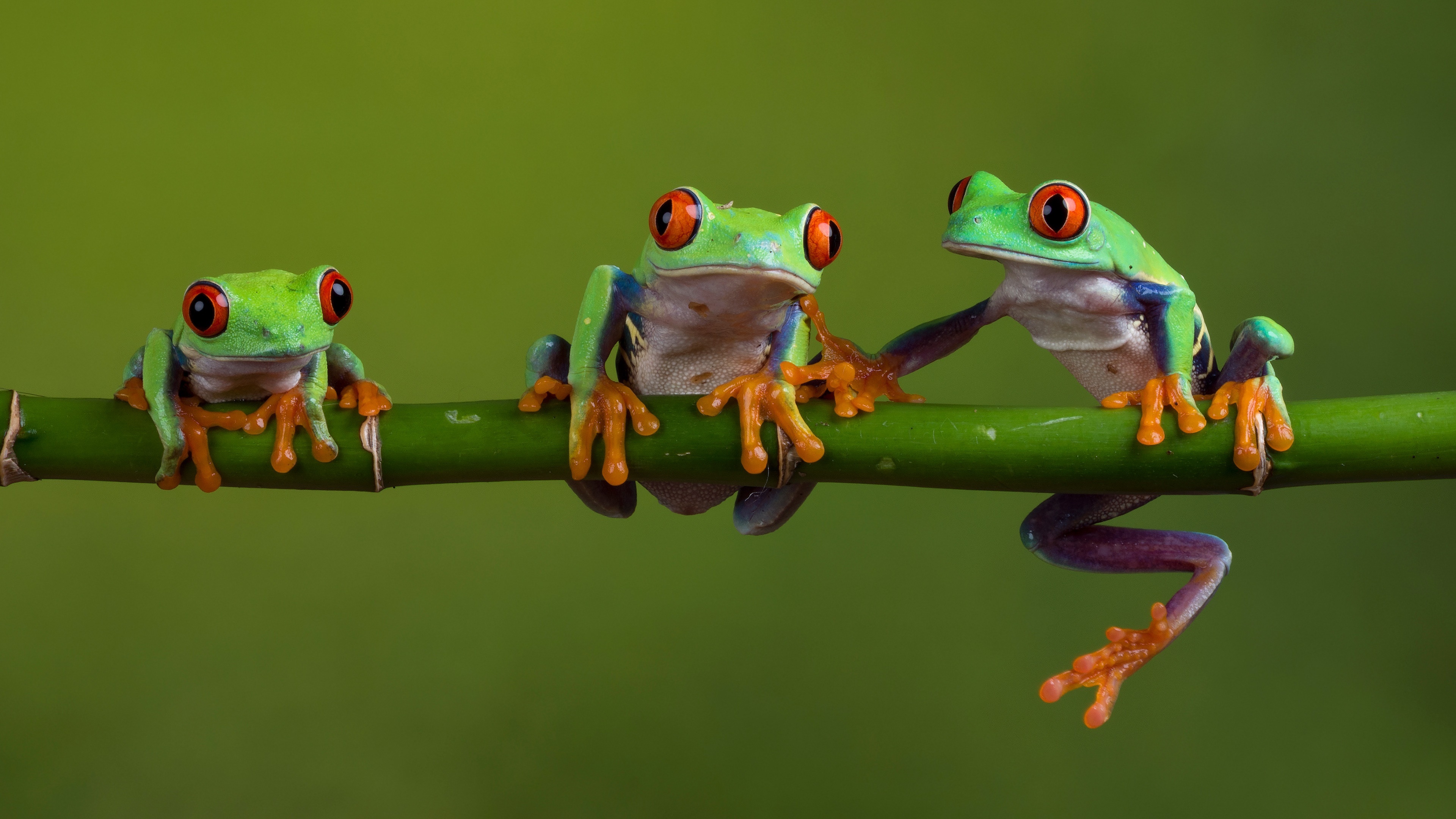 Family, Red Eyed Tree Frog Wallpaper, 3840x2160 4K Desktop