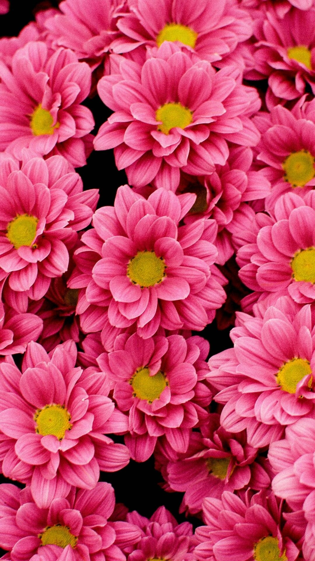 Bright flowers, UHD wallpaper, Nature beauty, Floral backgrounds, 1080x1920 Full HD Phone
