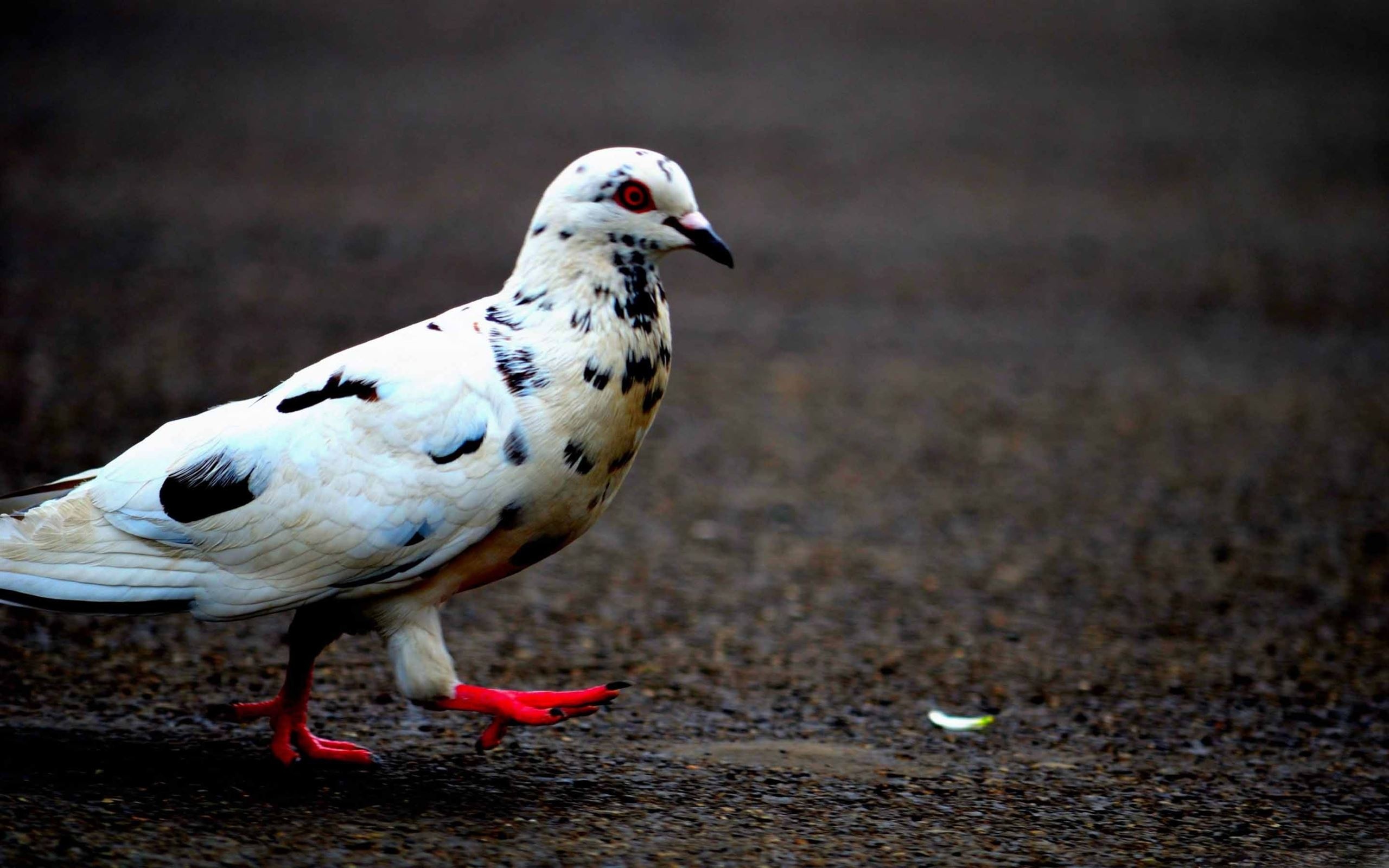 Mac wallpapers, Pigeon collection, HD download, Diverse avian beauty, 2560x1600 HD Desktop